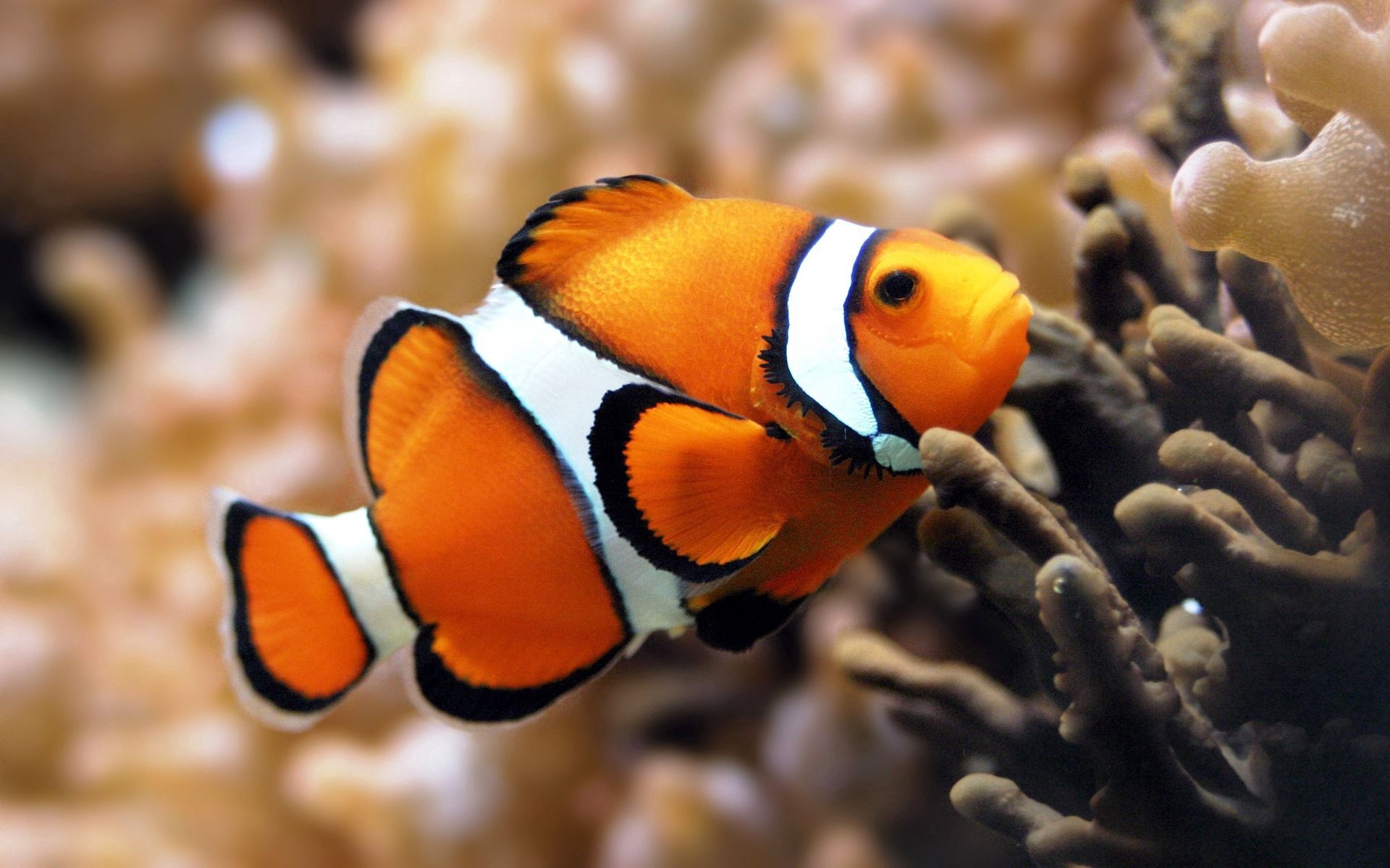 Laden Sie das Unterwasserwelt, Tiere, Sea, Schwimmen, Ozean, Farbe, Ein Fisch, Fisch-Bild kostenlos auf Ihren PC-Desktop herunter