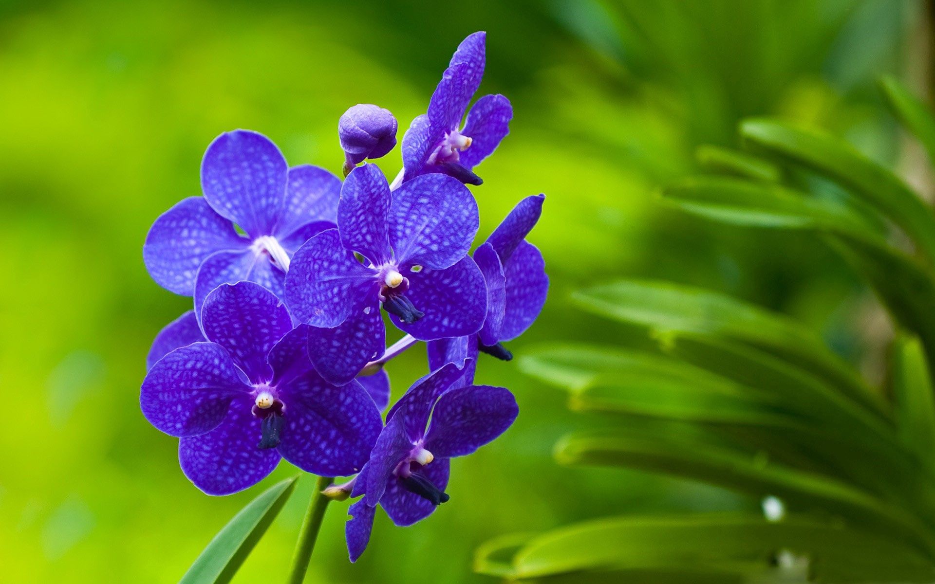 macro, grass, flowers, violet, bright, branch, purple