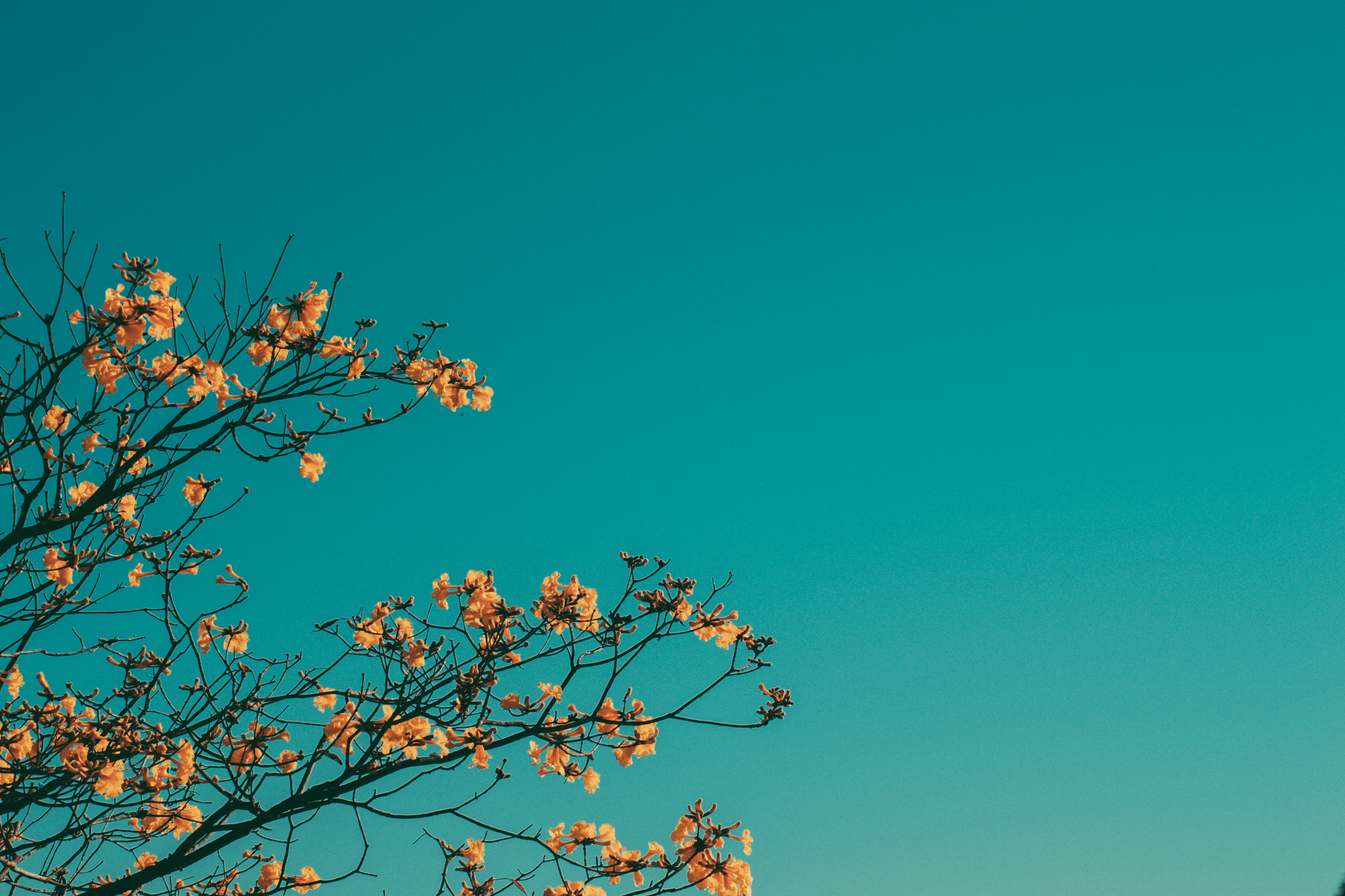 minimalism, nature, sky, branches