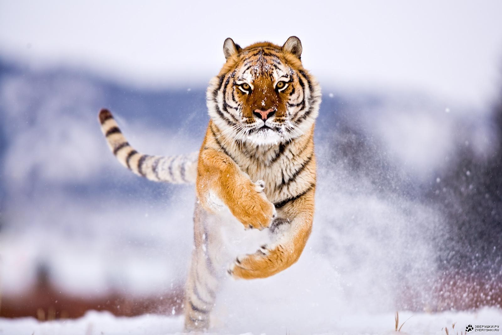 Скачать картинку Тигры, Животные, Снег в телефон бесплатно.