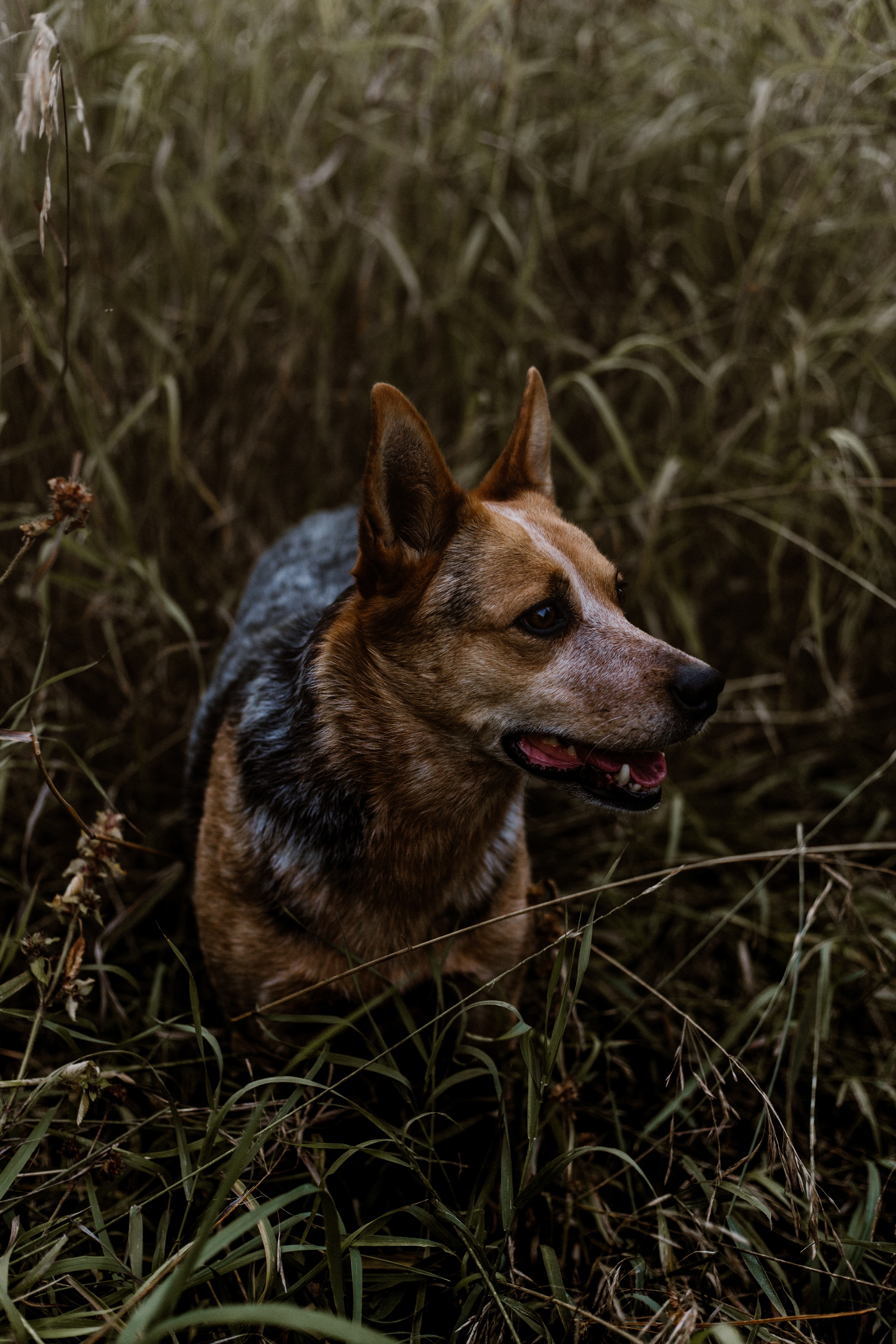 iPhone background animals, dog, stroll, muzzle