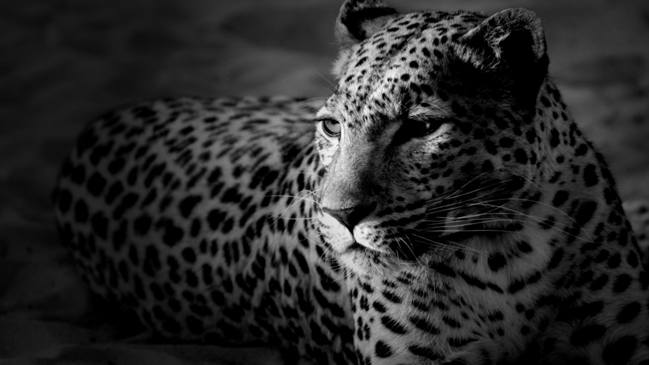 animals, leopards, gray