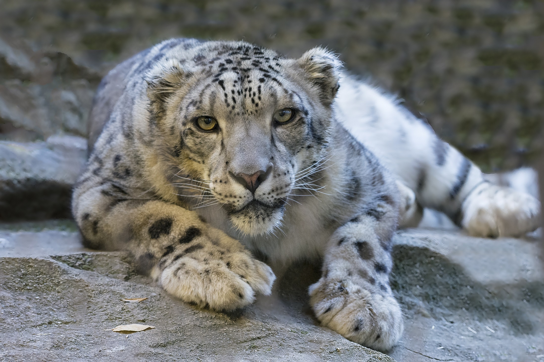 76312 download wallpaper animals, snow leopard, predator, big cat, sight, opinion screensavers and pictures for free