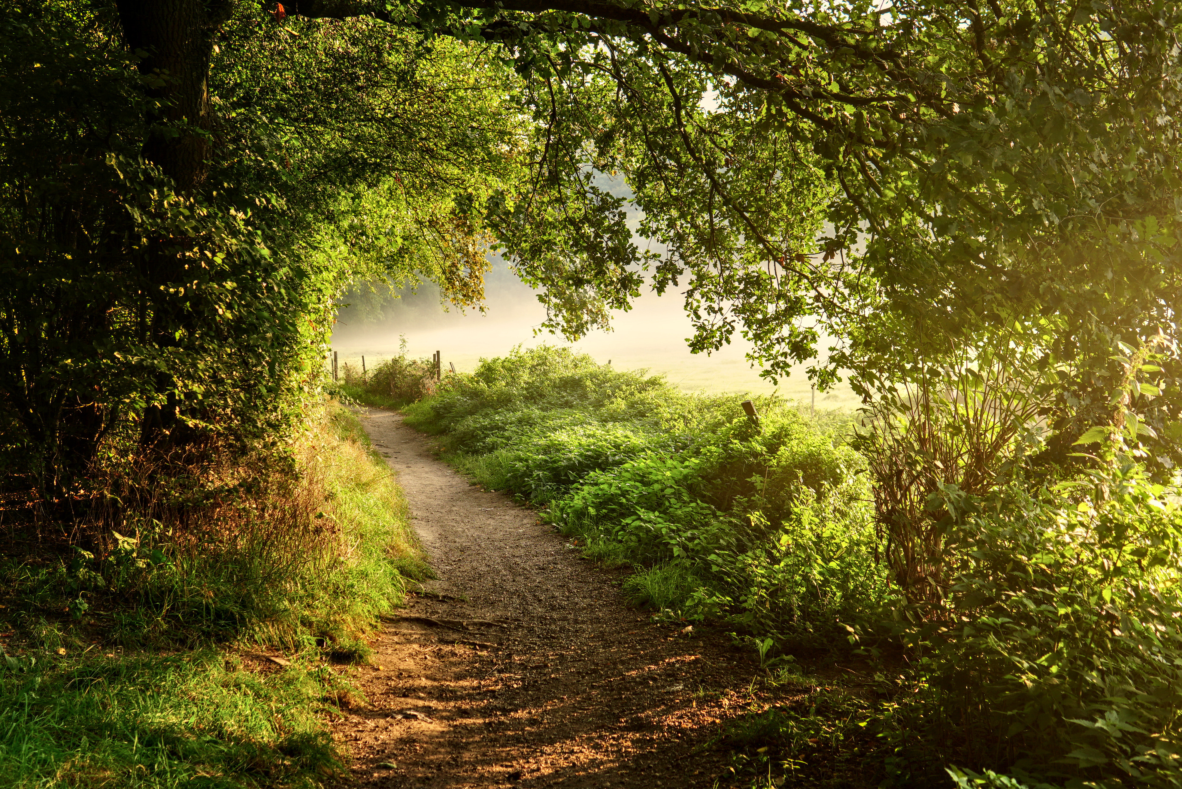 path, nature, trees, grass, bush, forest for android