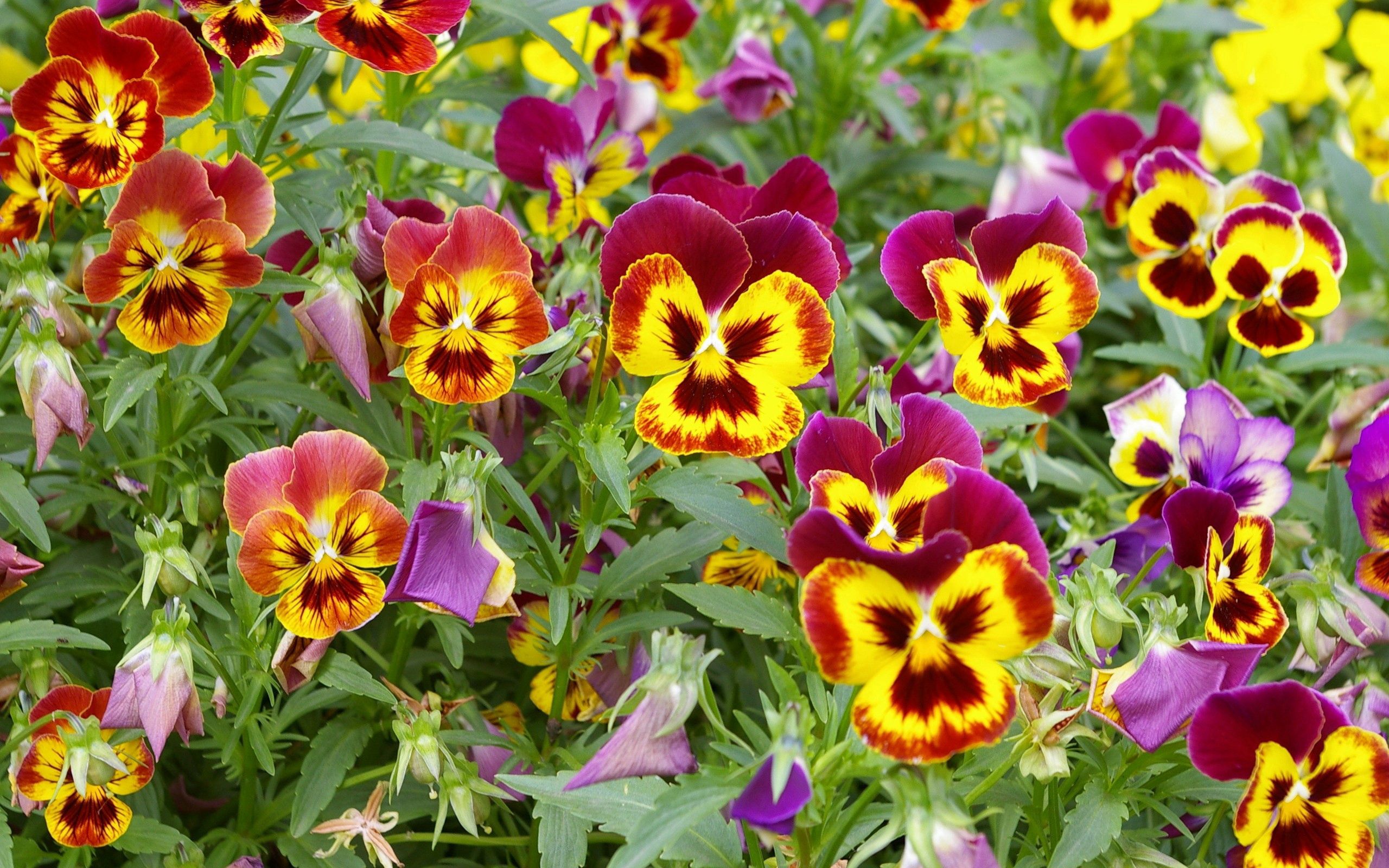 76611 download wallpaper flowers, pansies, bright, greens, flower bed, flowerbed screensavers and pictures for free