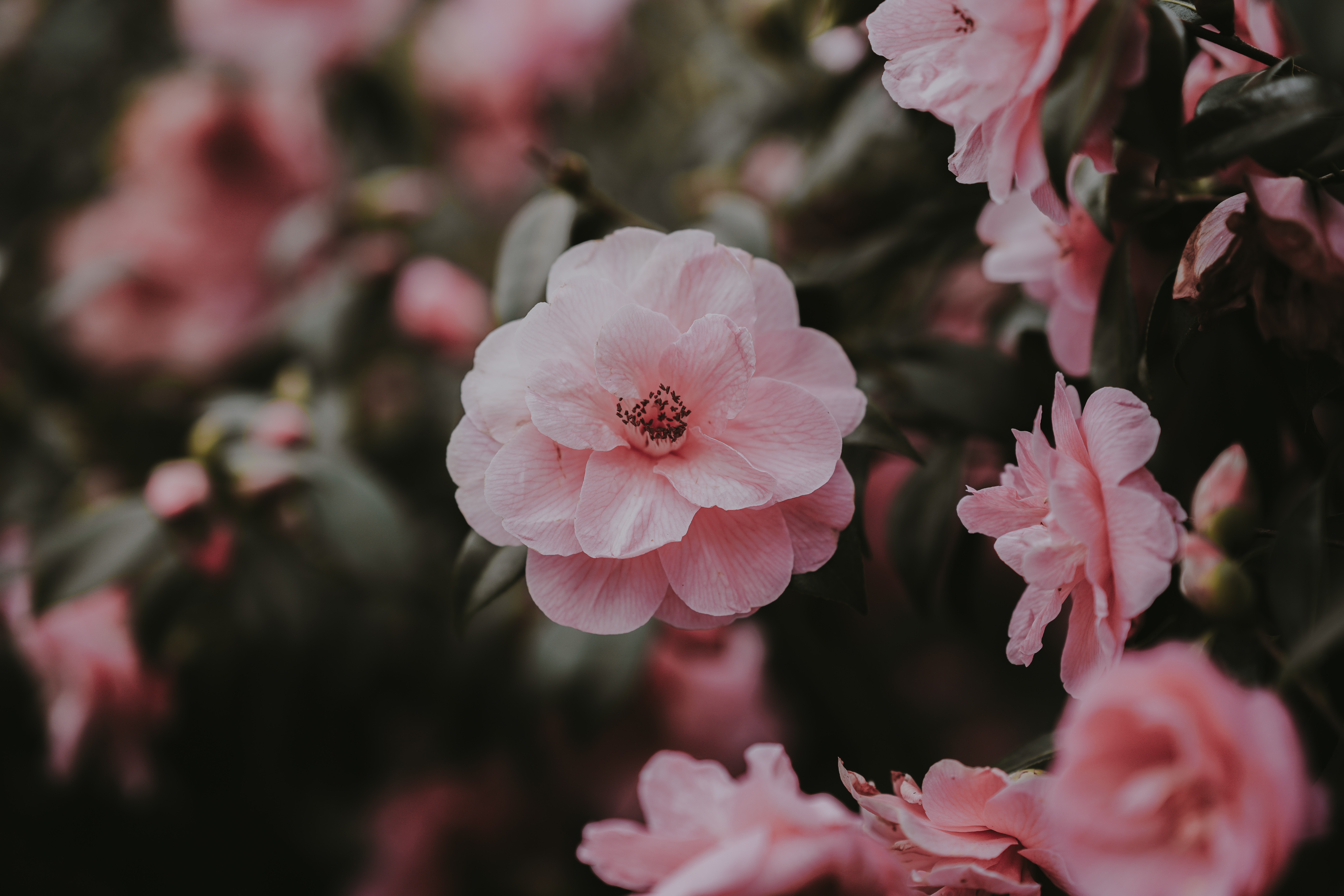 74881 Bildschirmschoner und Hintergrundbilder Wilde Rose auf Ihrem Telefon. Laden Sie blumen, rosa, bush, blütenblätter, busch, wilde rose Bilder kostenlos herunter