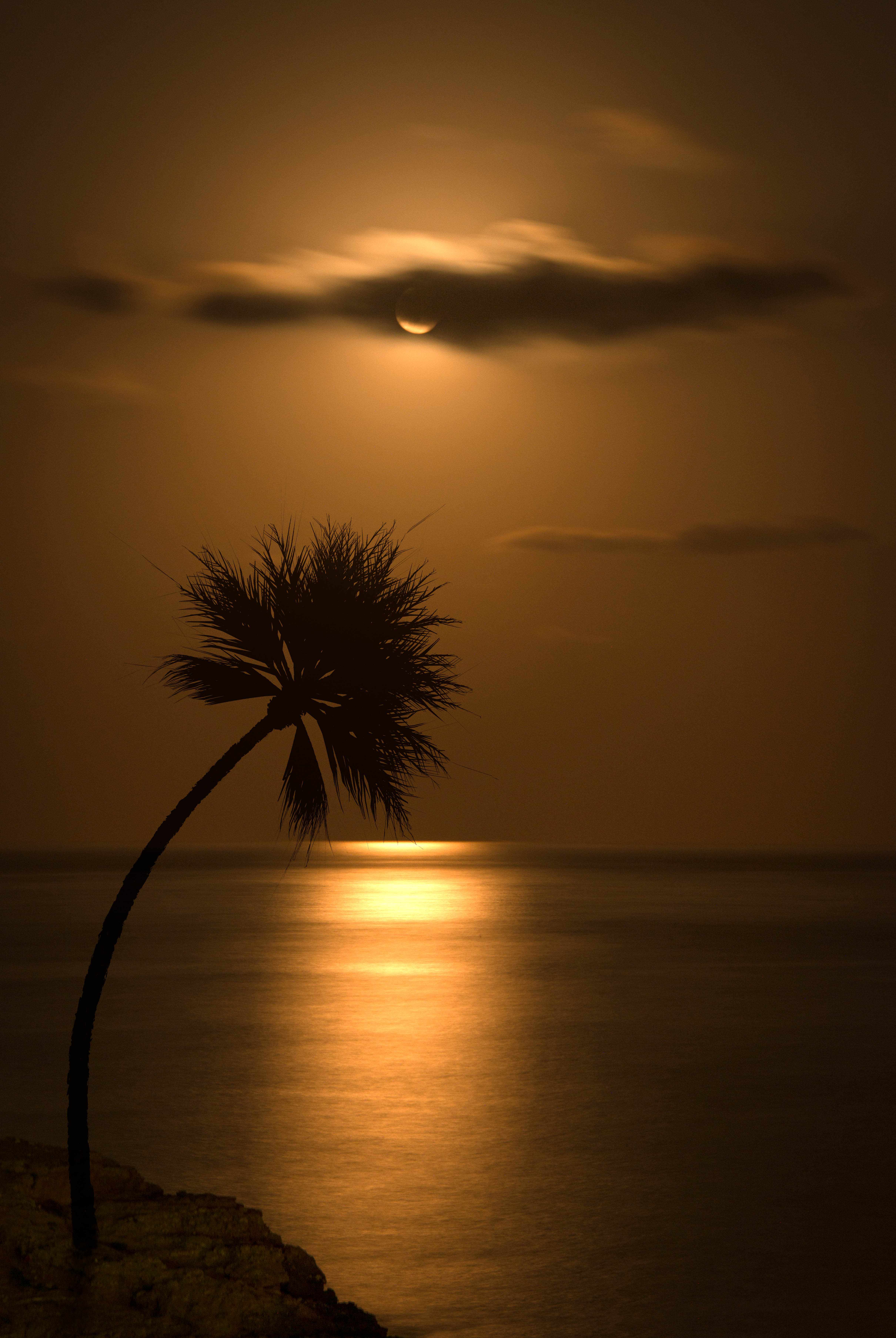 120684 Hintergrundbild herunterladen palme, sunset, sea, dunkel, blendung, silhouette, palm - Bildschirmschoner und Bilder kostenlos