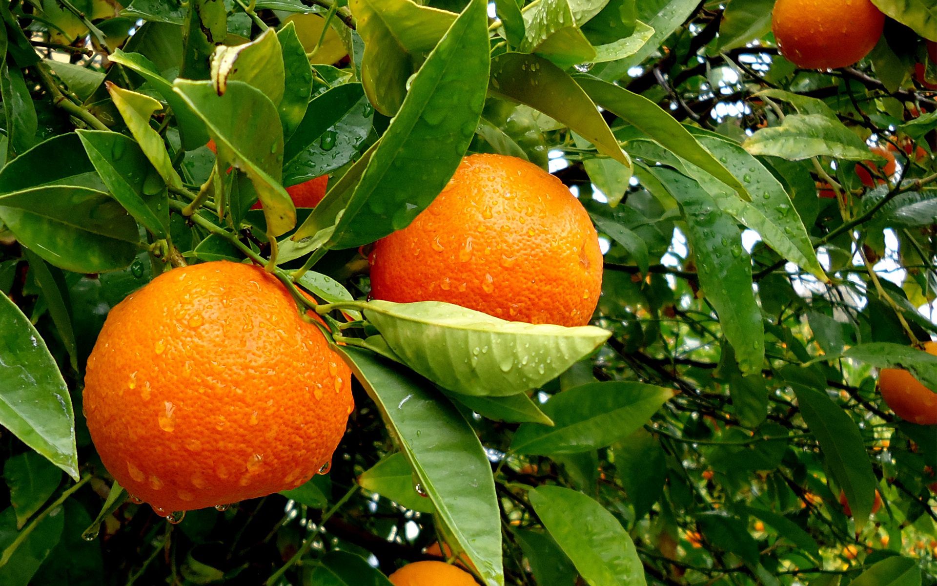 wallpapers tree, fruits, oranges, food, wood, tasty, delicious