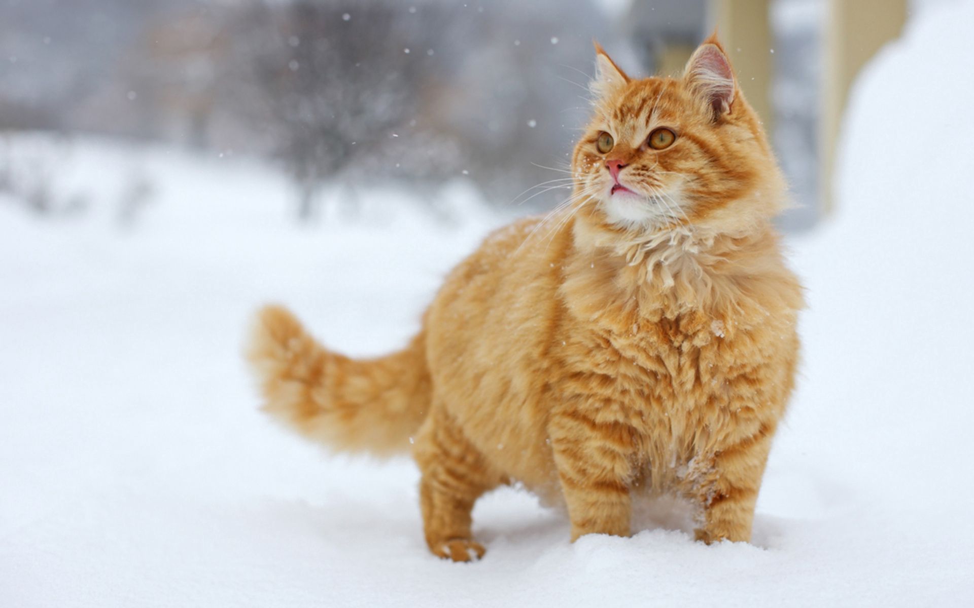stroll, cat, snow, animals, sight, opinion QHD