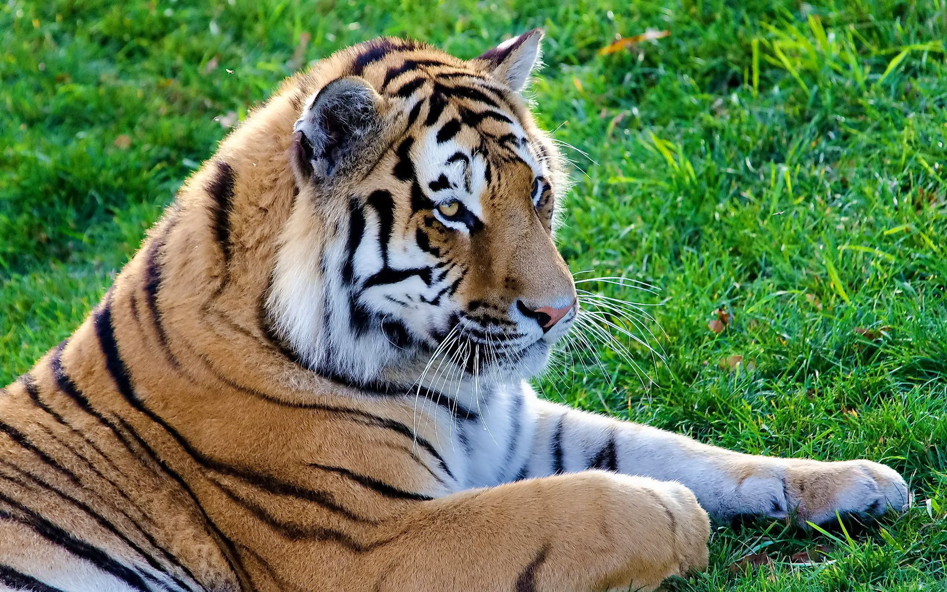 118576 скачать обои большая кошка, тигр, хищник, животные, лежать - заставки и картинки бесплатно