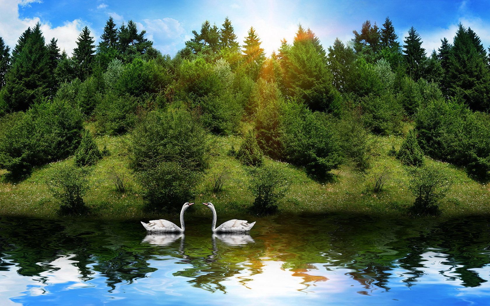 Laden Sie das Flüsse, Tiere, Vögel, Bäume, Grass, Swans, Paar, Sonnenlicht-Bild kostenlos auf Ihren PC-Desktop herunter
