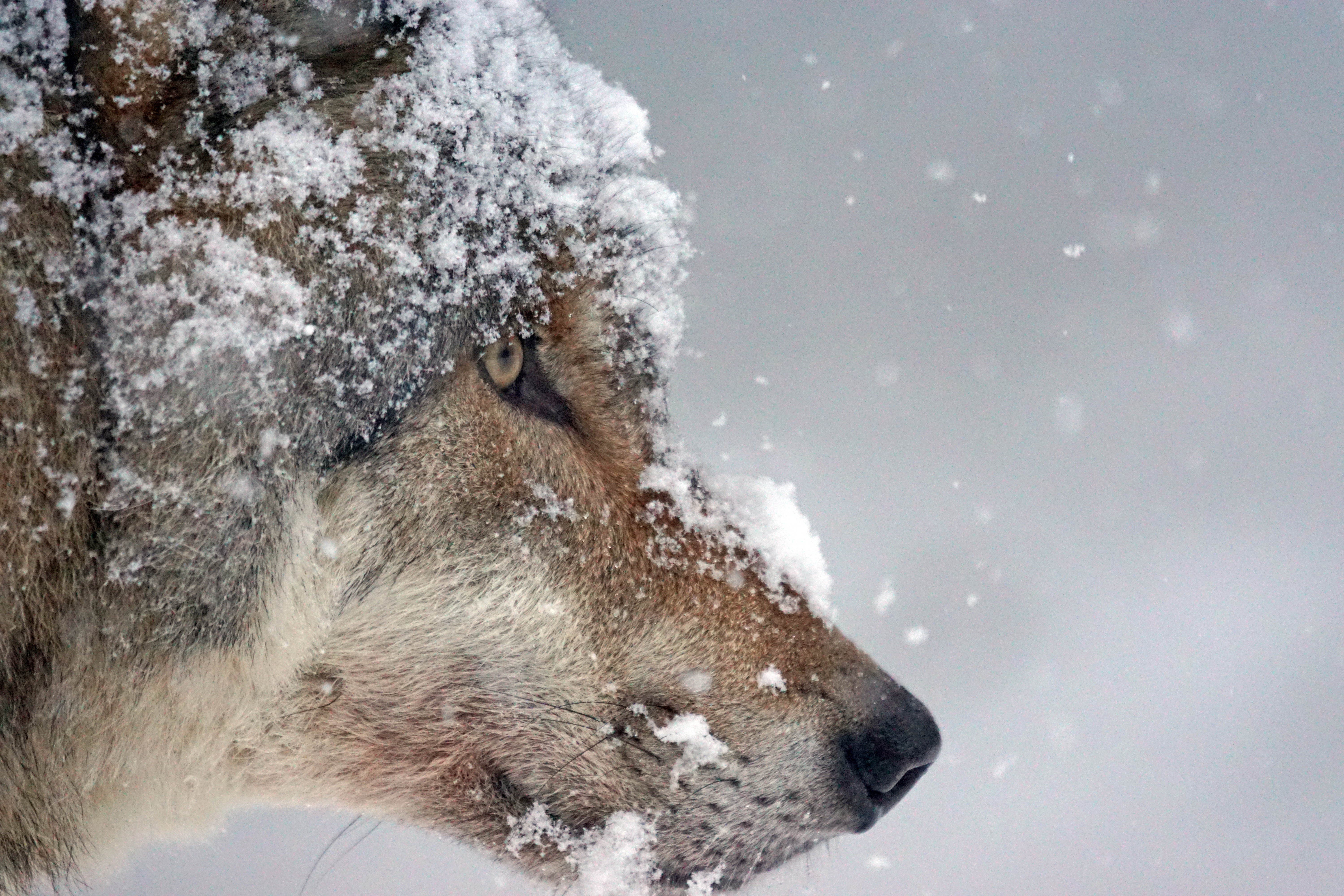 Laden Sie das Tiere, Schnee, Schnauze, Raubtier, Predator, Wolf-Bild kostenlos auf Ihren PC-Desktop herunter