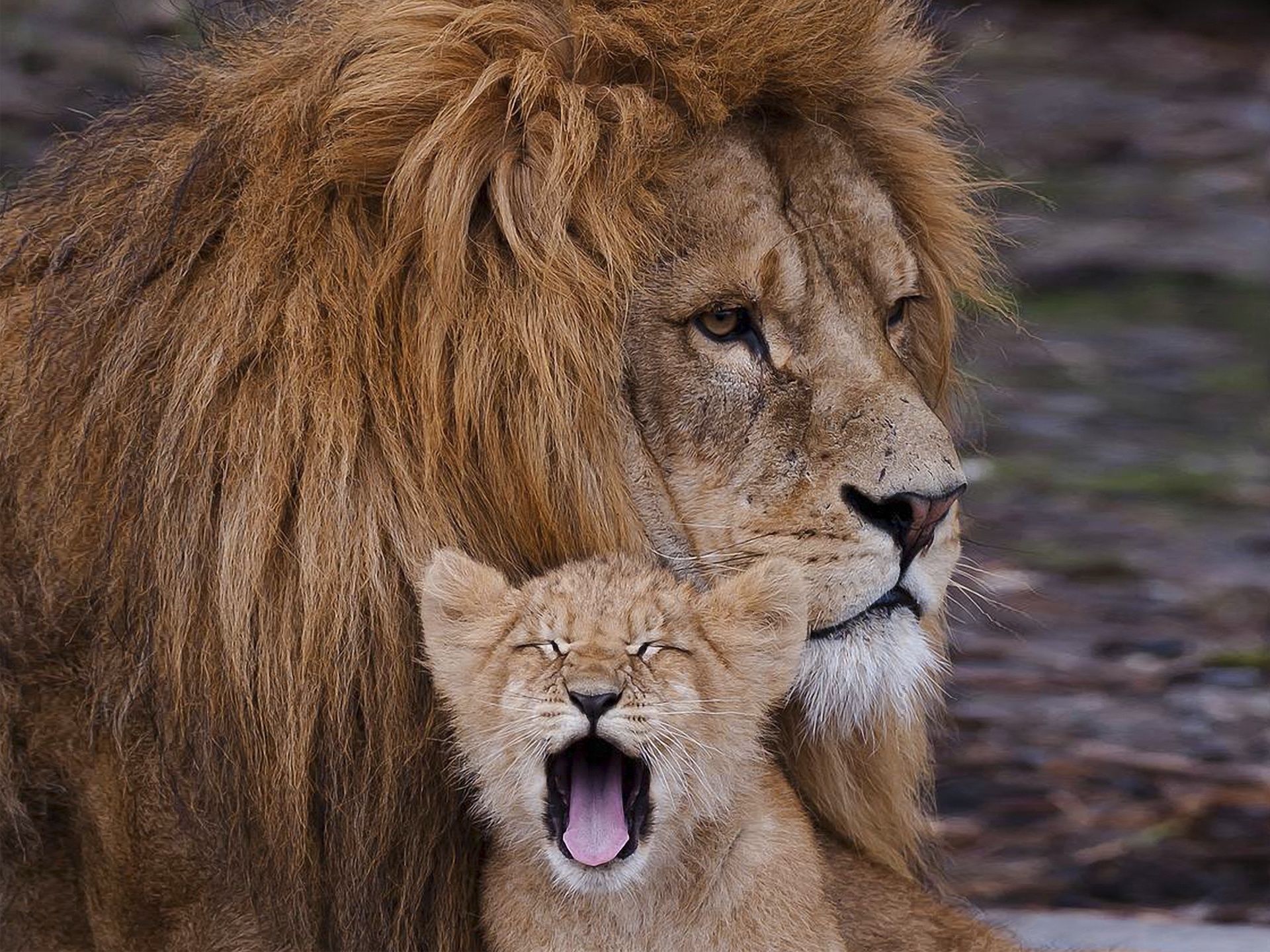 Mobile Wallpaper: Free HD Download [HQ] mane, lion cub, animals, lion