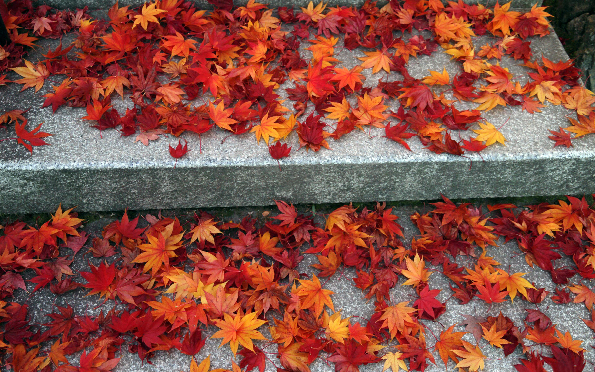 23334 шпалери 1125x2436 на телефон безкоштовно, завантажити картинки осінь, листя, червоний, рослини 1125x2436 на мобільний