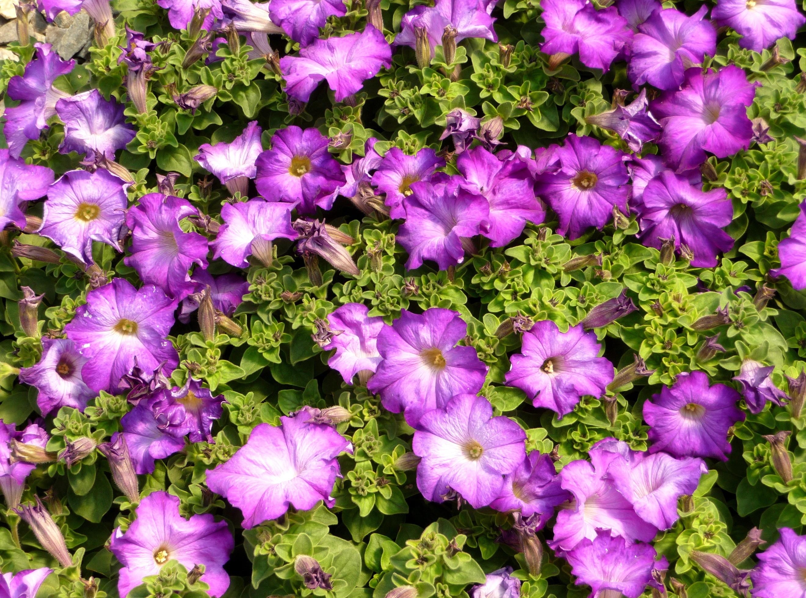 petunias, flowers, sunny Hd 1080p Mobile