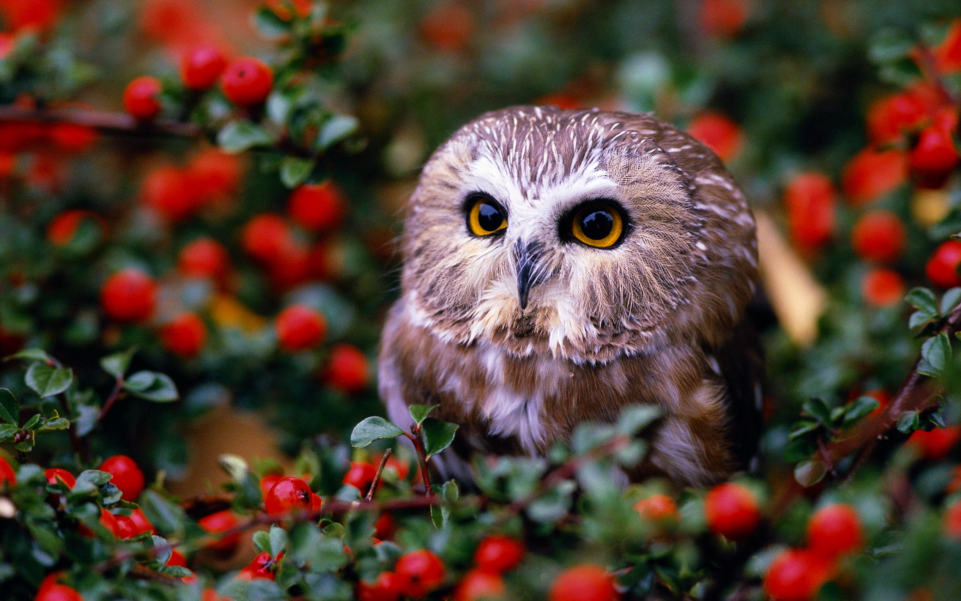 owl, currants, animal, berry, bird, birds