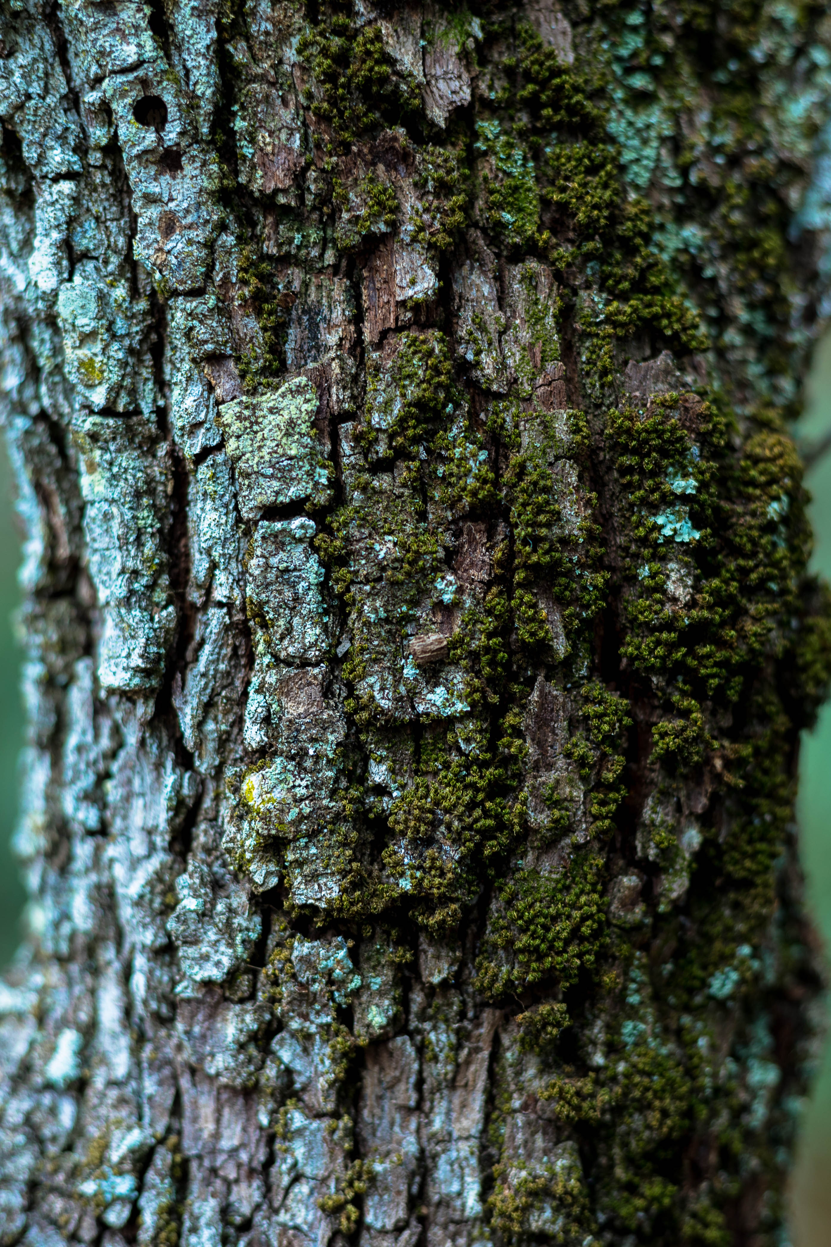 moss, macro, wood, tree, bark, trunk 4K