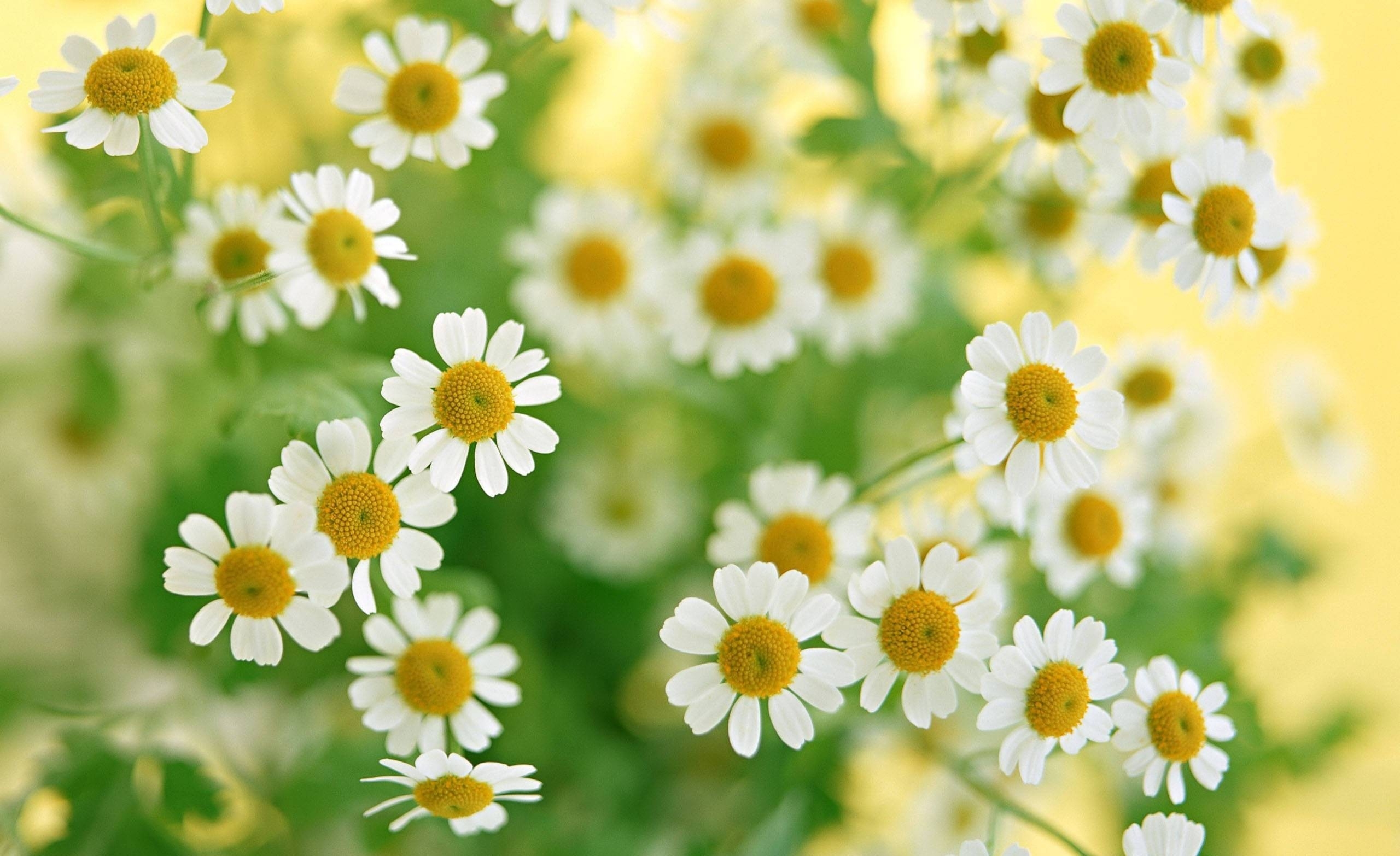 Laden Sie das Sommer, Blumen, Kamille, Blütenblätter, Nahaufnahme, Strauß, Bouquet, Nahansicht-Bild kostenlos auf Ihren PC-Desktop herunter