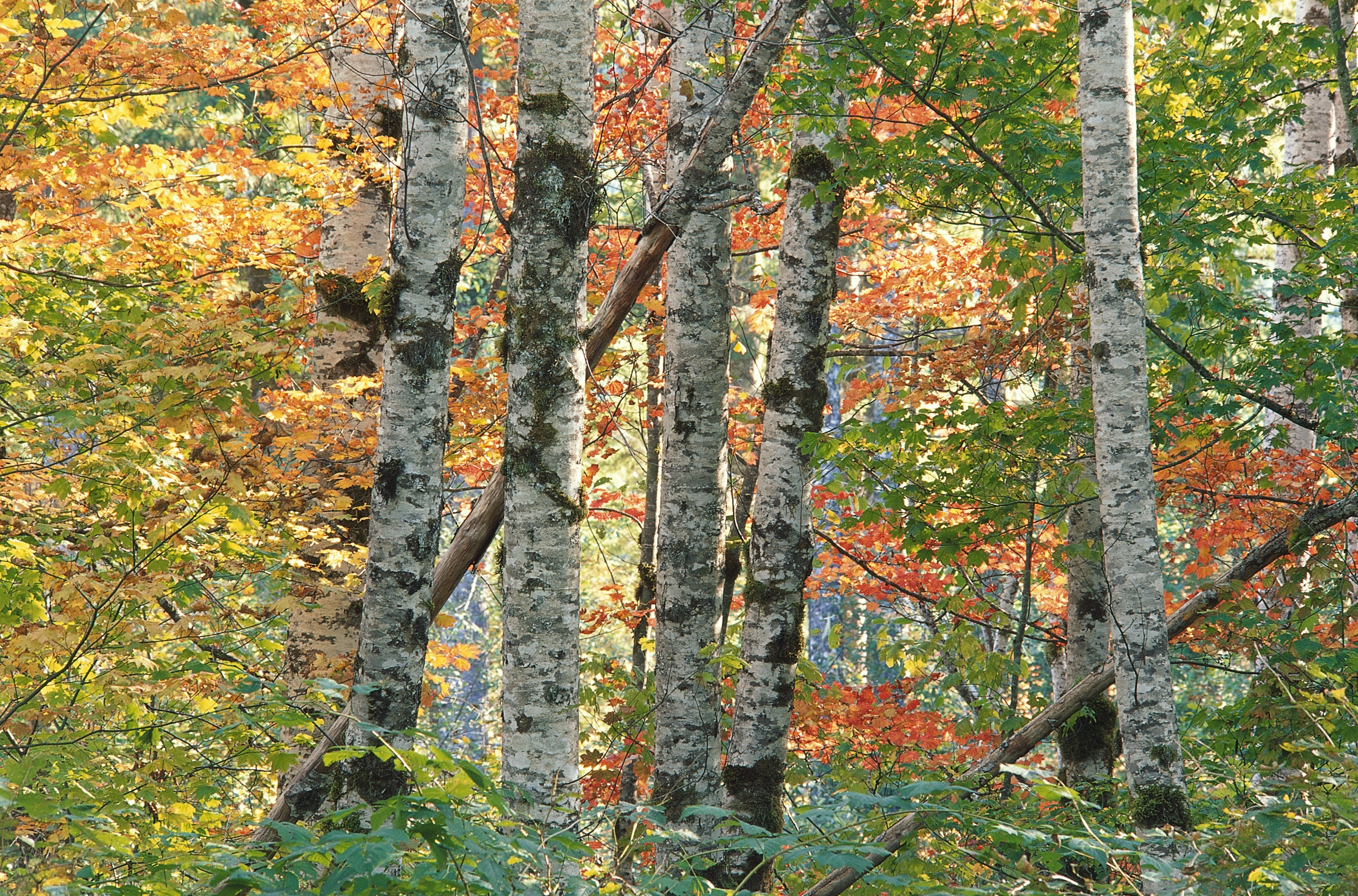 Handy-Wallpaper Natur, Bäume, Herbst, Blätter, Birken, Wald, Mehrfarbig, Bunten, Borke, Bellen kostenlos herunterladen.