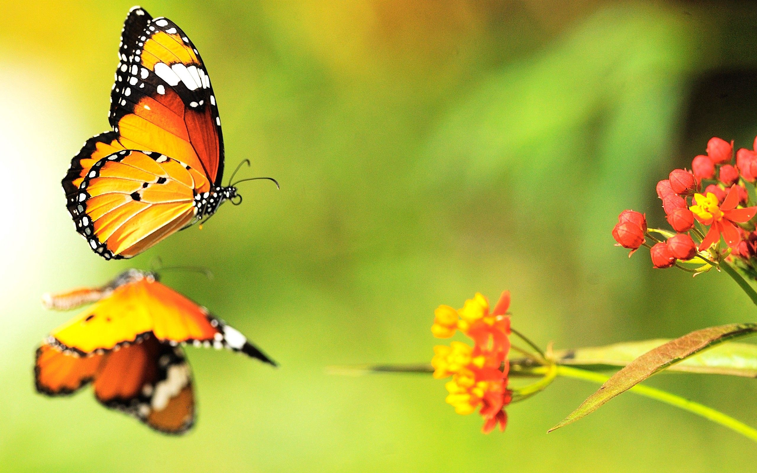 123734壁紙のダウンロード蝶, 花, 大きい, マクロ, 表面, フライト, 逃走, バタフライ-スクリーンセーバーと写真を無料で