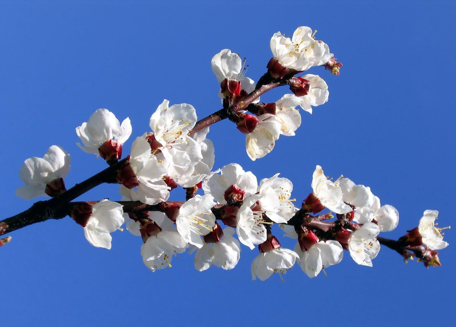 Laden Sie das Blumen, Sky, Blühen, Blühenden, Ast, Zweig, Frühling, Stimmung-Bild kostenlos auf Ihren PC-Desktop herunter