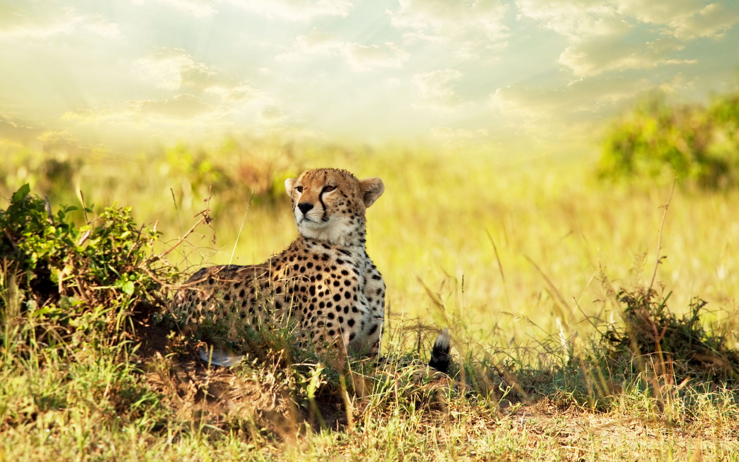 Гепард в Африке