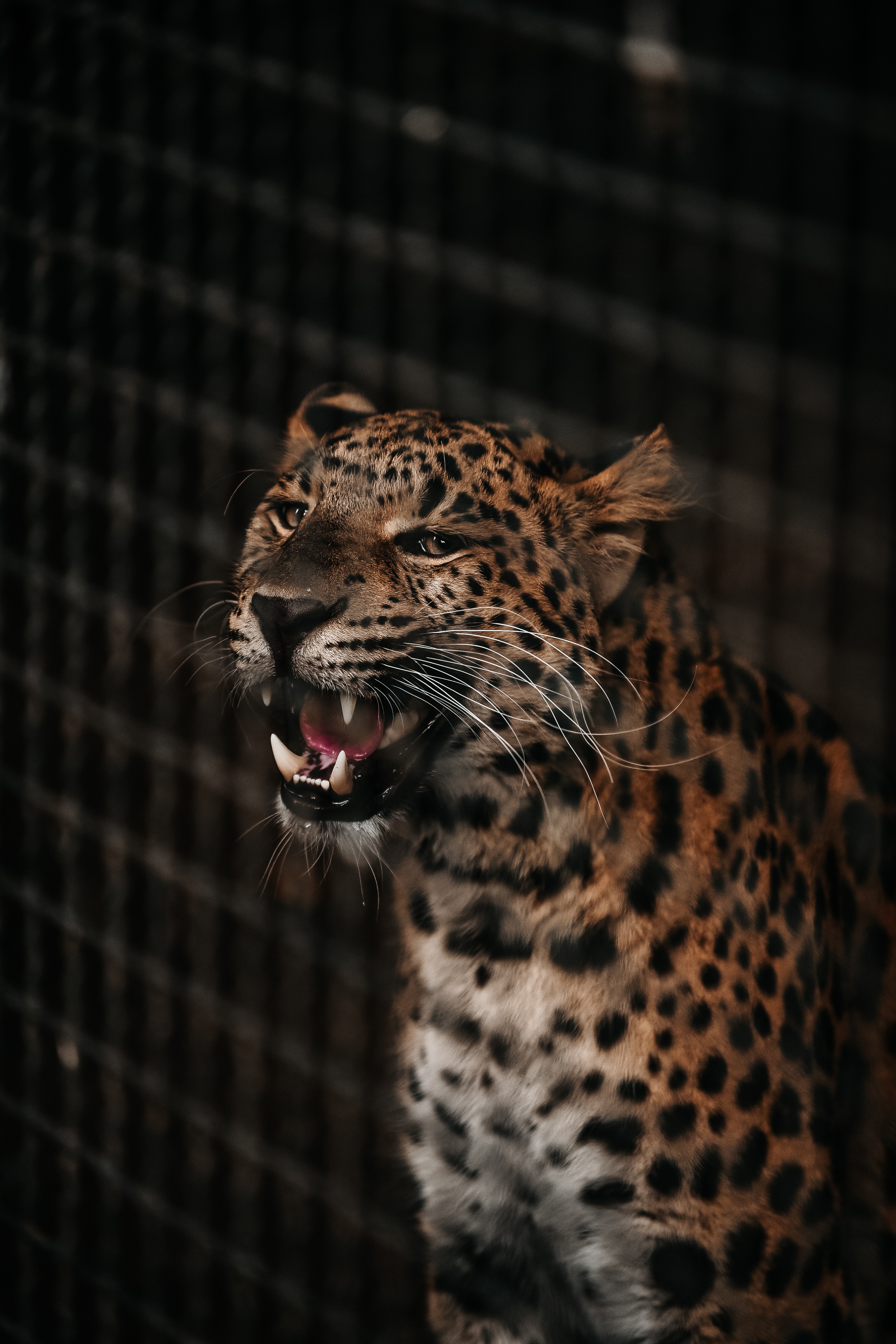 62106 download wallpaper animals, cheetah, grin, muzzle, predator, big cat, fangs screensavers and pictures for free