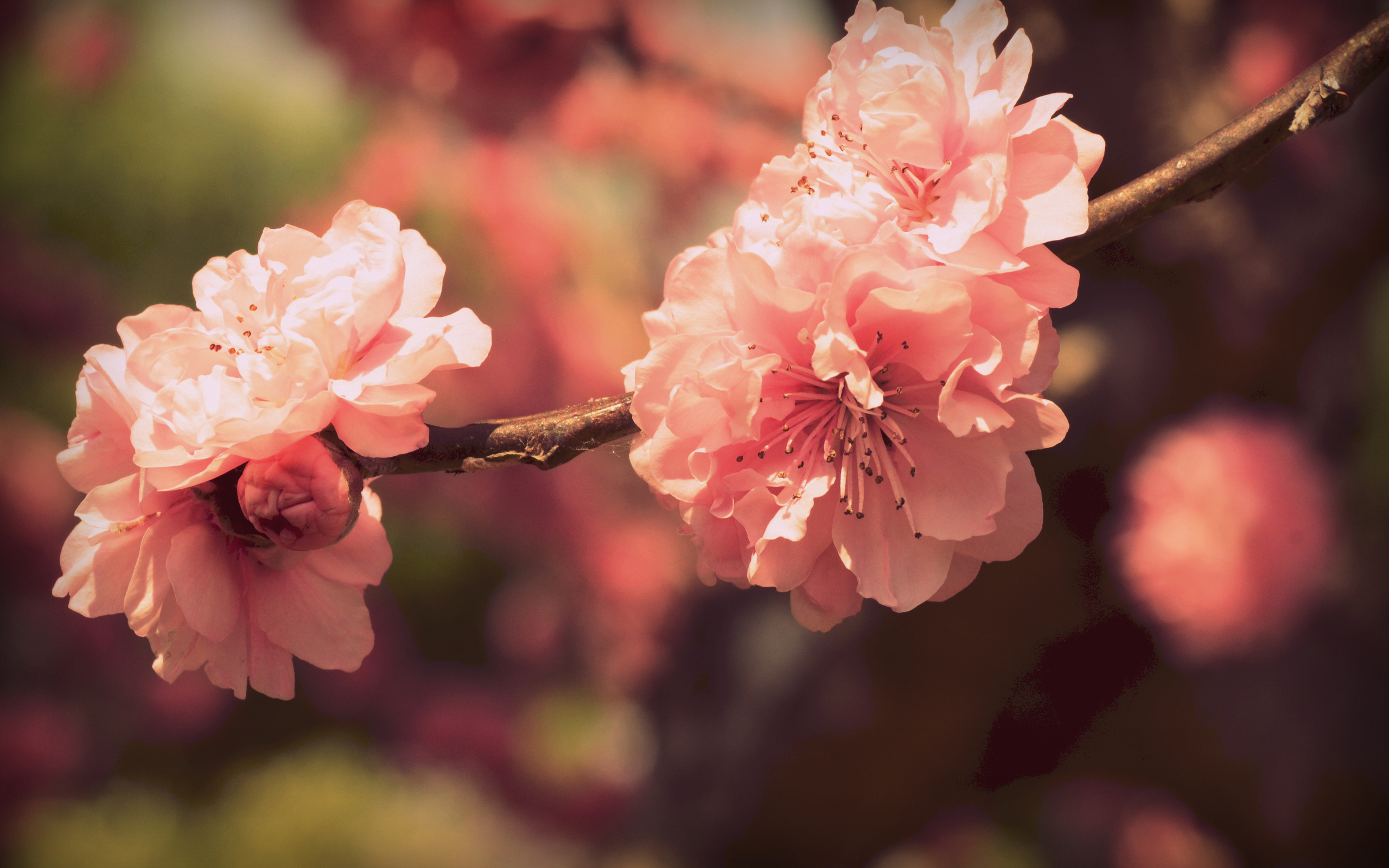 Сакура розовая цветёт