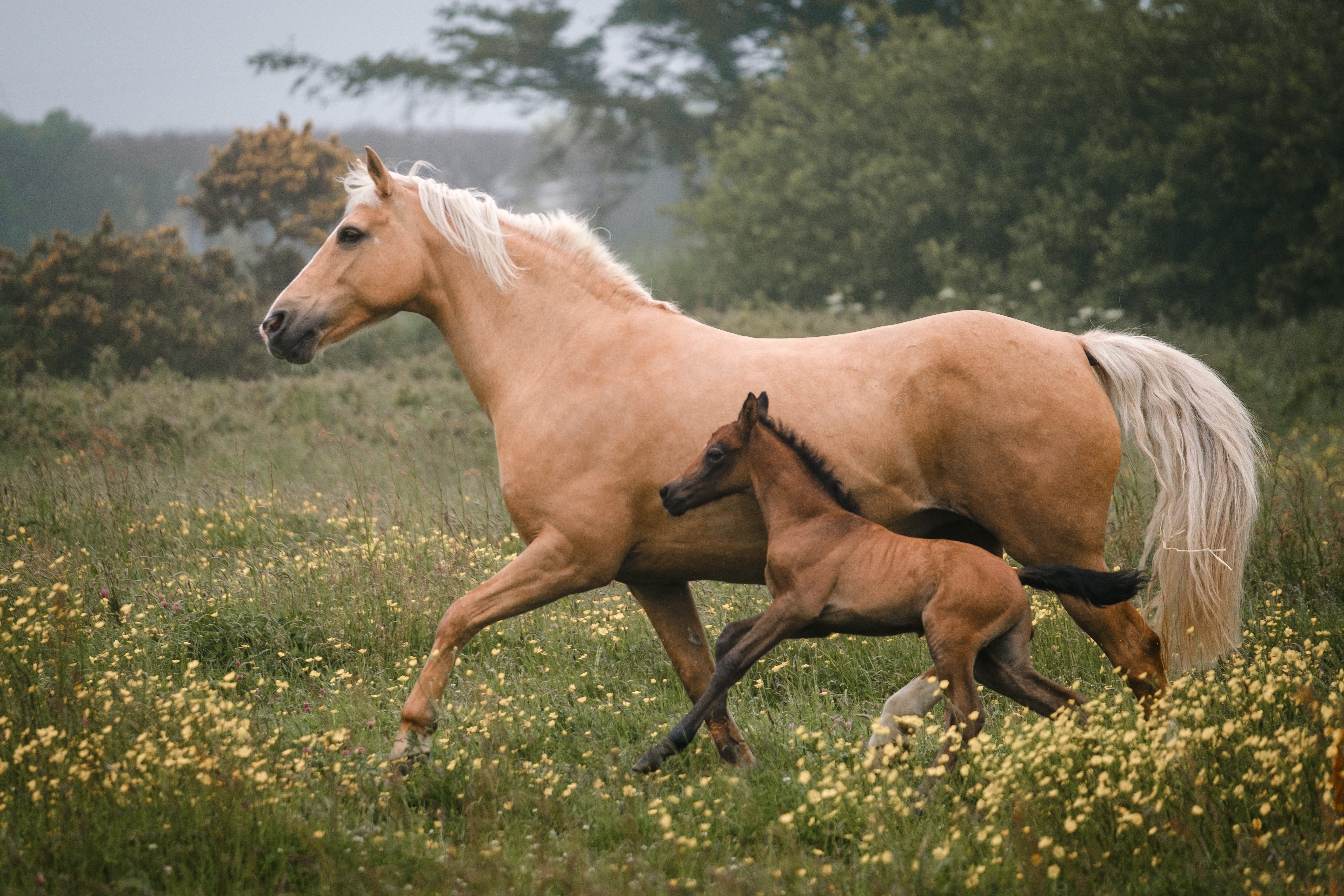 Домашние животные лошадь с жеребенком
