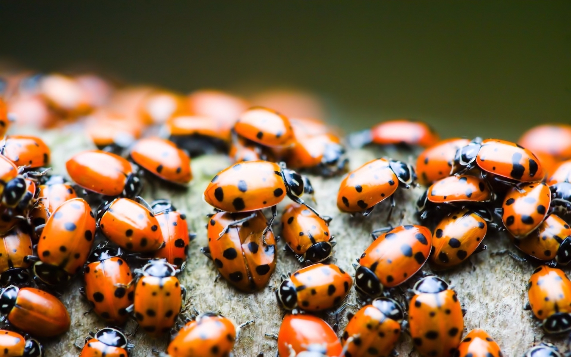 Laden Sie das Insekten, Marienkäfer-Bild kostenlos auf Ihren PC-Desktop herunter