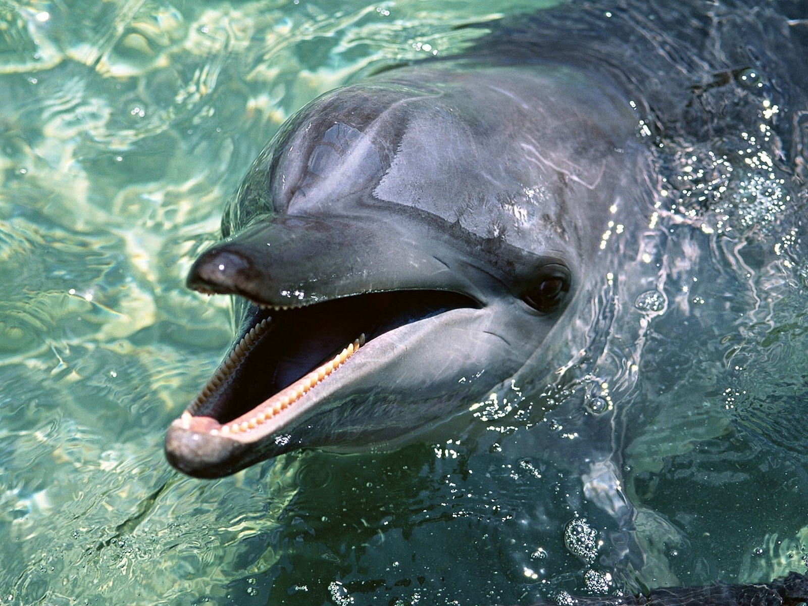 3651 Salvapantallas y fondos de pantalla Delfines en tu teléfono. Descarga imágenes de delfines, animales, agua gratis