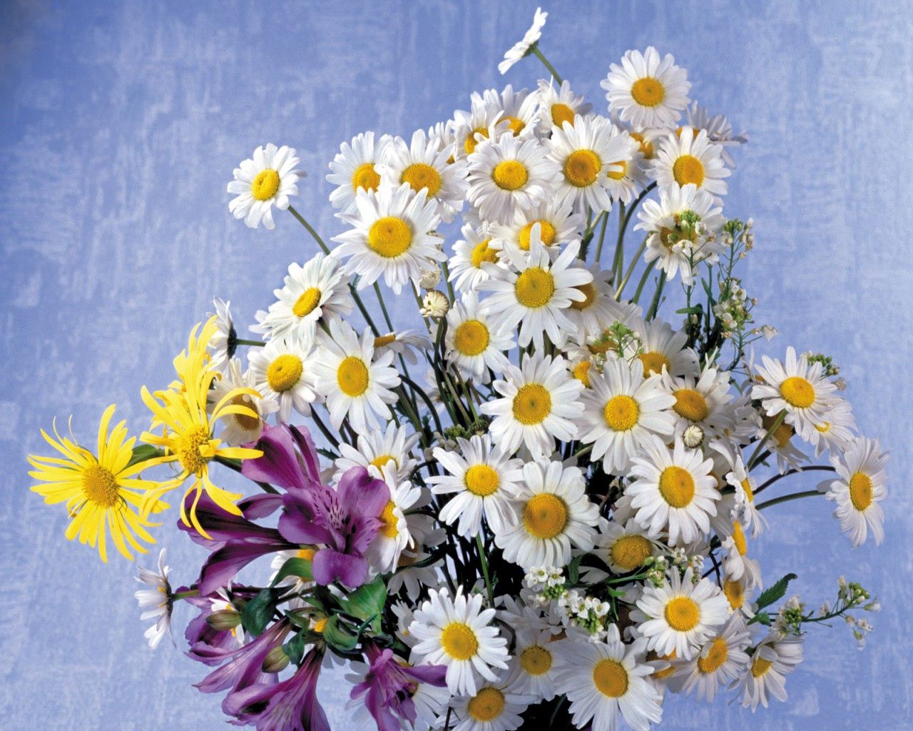 camomile, background, bouquet, flowers Lilies HQ Background Images