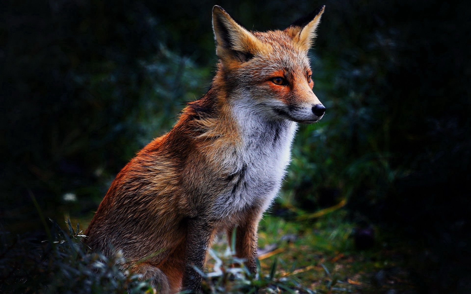 Laden Sie das Tiere, Grass, Sitzen, Schön, Fuchs, Ein Fuchs-Bild kostenlos auf Ihren PC-Desktop herunter