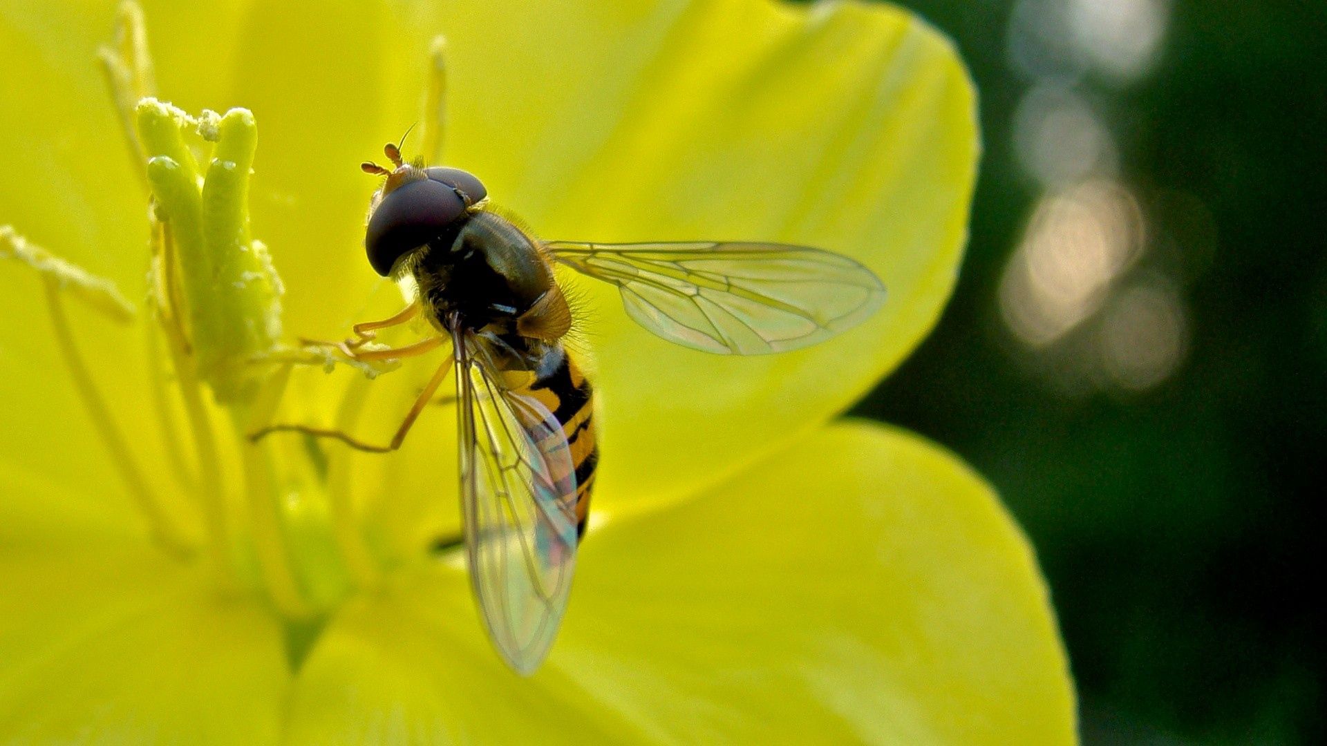 Laden Sie das Blume, Makro, Insekt, Flug, Biene, Bestäubung-Bild kostenlos auf Ihren PC-Desktop herunter