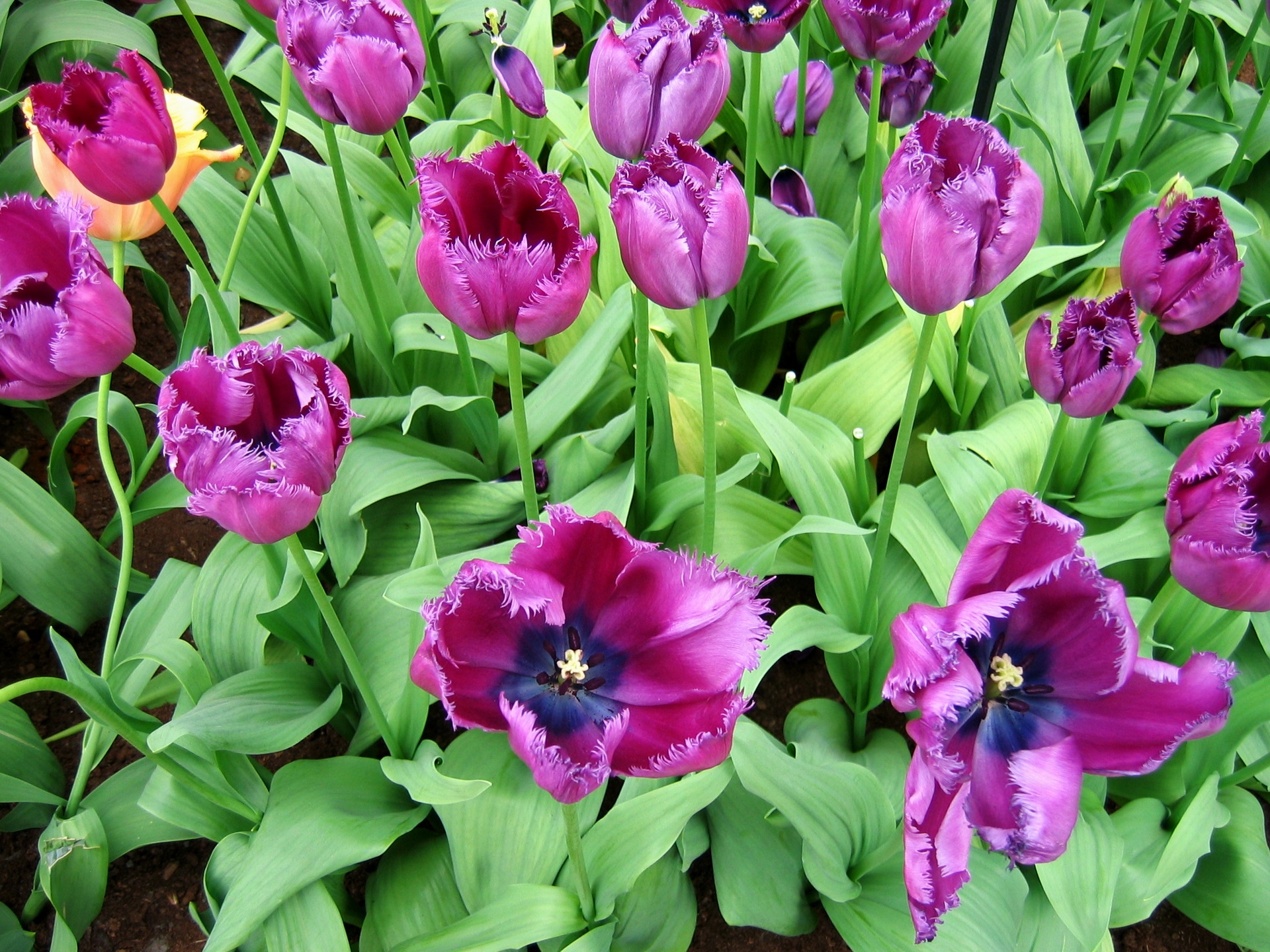 Laden Sie das Blumen, Tulpen, Grüne, Grünen, Blumenbeet, Aufgelöst, Lose-Bild kostenlos auf Ihren PC-Desktop herunter