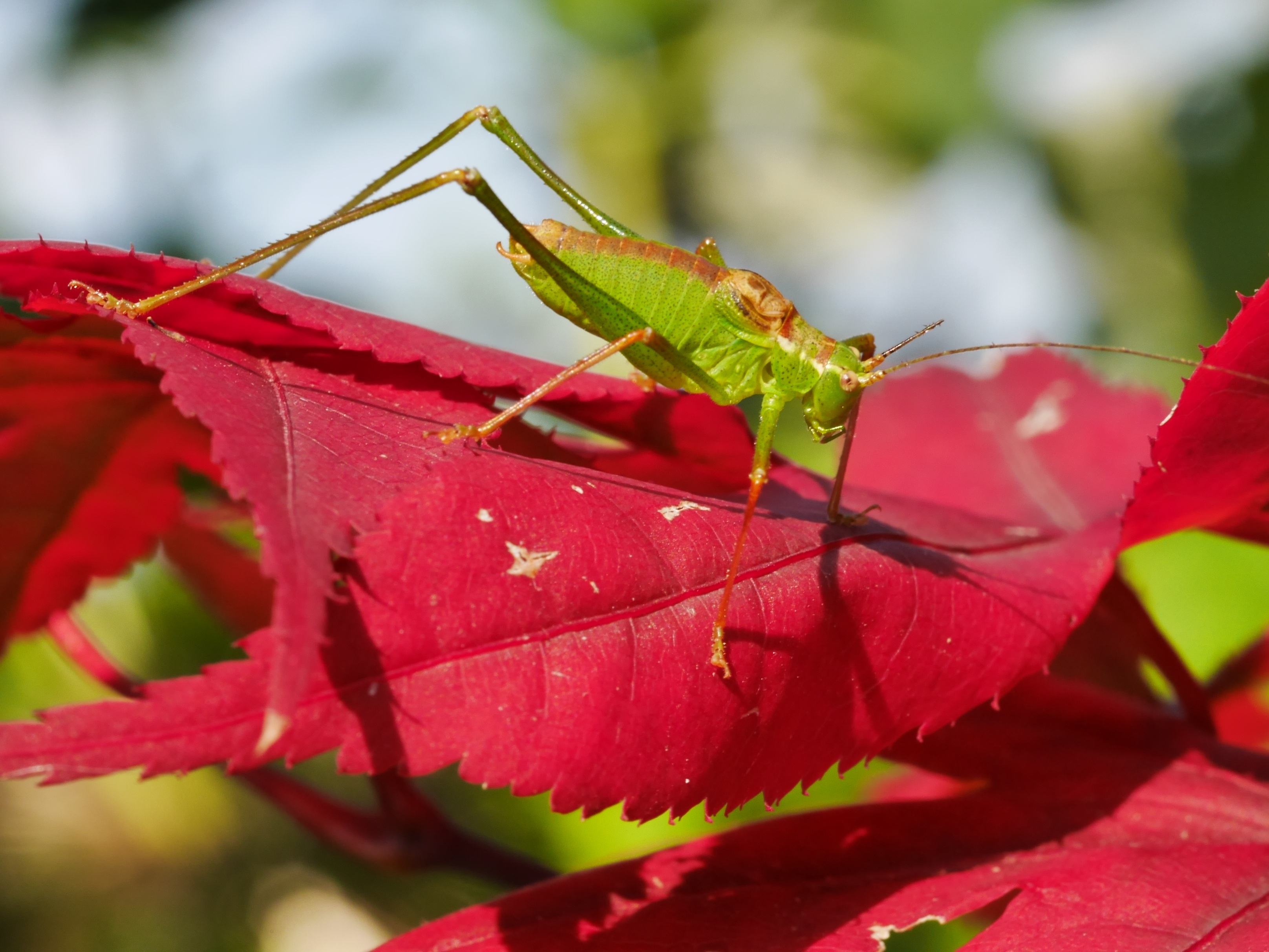 grasshopper, sheet, macro, leaf Horizontal Wallpapers