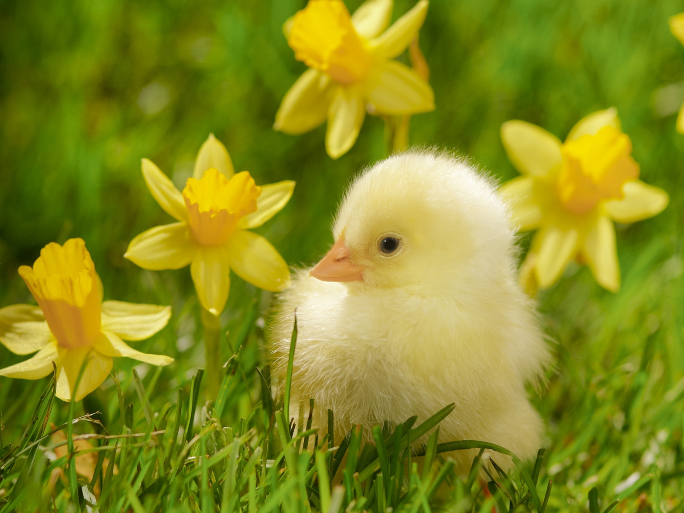 37138 Screensavers and Wallpapers Chicks for phone. Download animals, birds, chicks, yellow pictures for free