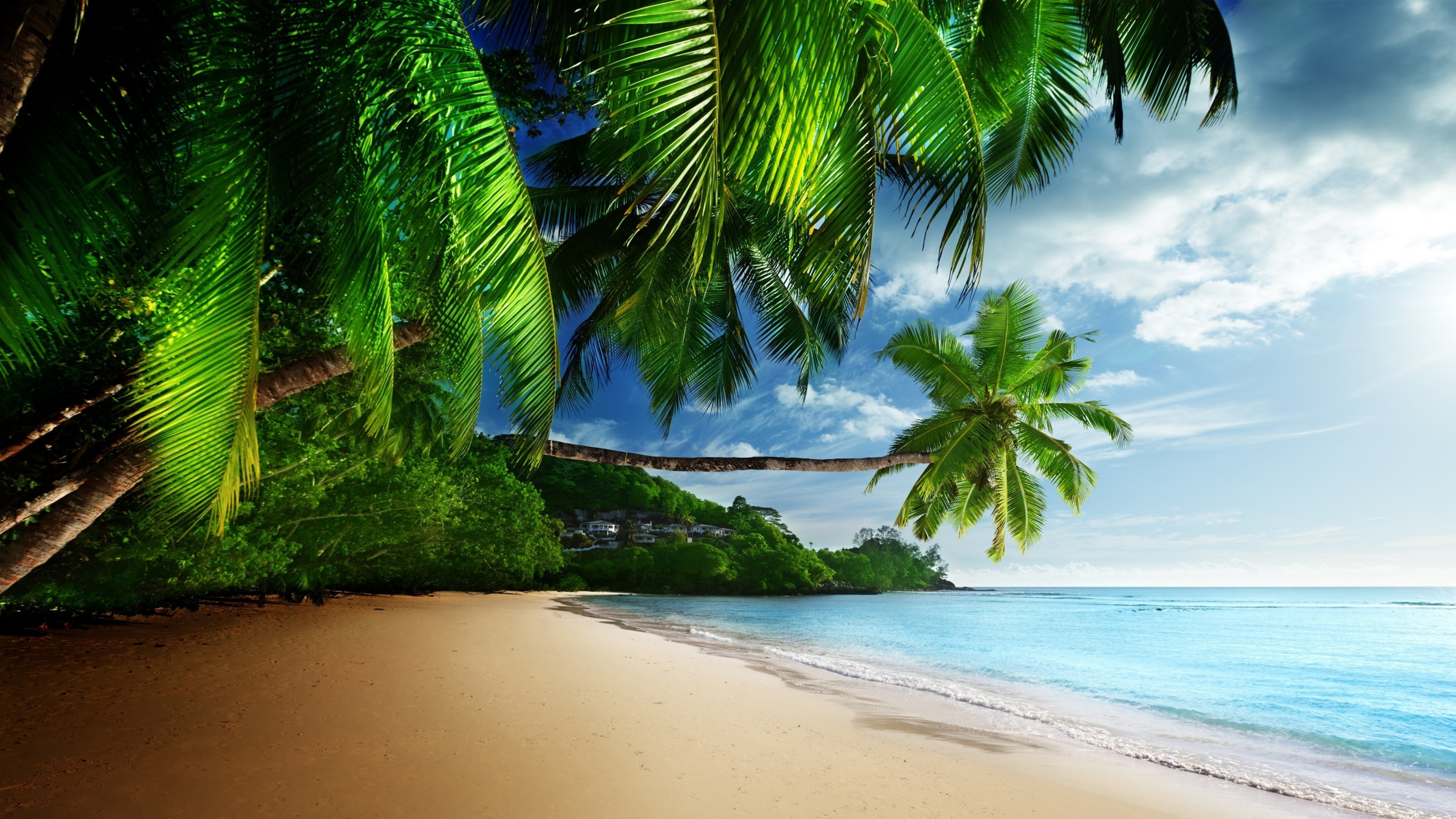 648617 скачать обои море, пальмы, пляж, океан, земля/природа, тропический, морской берег - заставки и картинки бесплатно