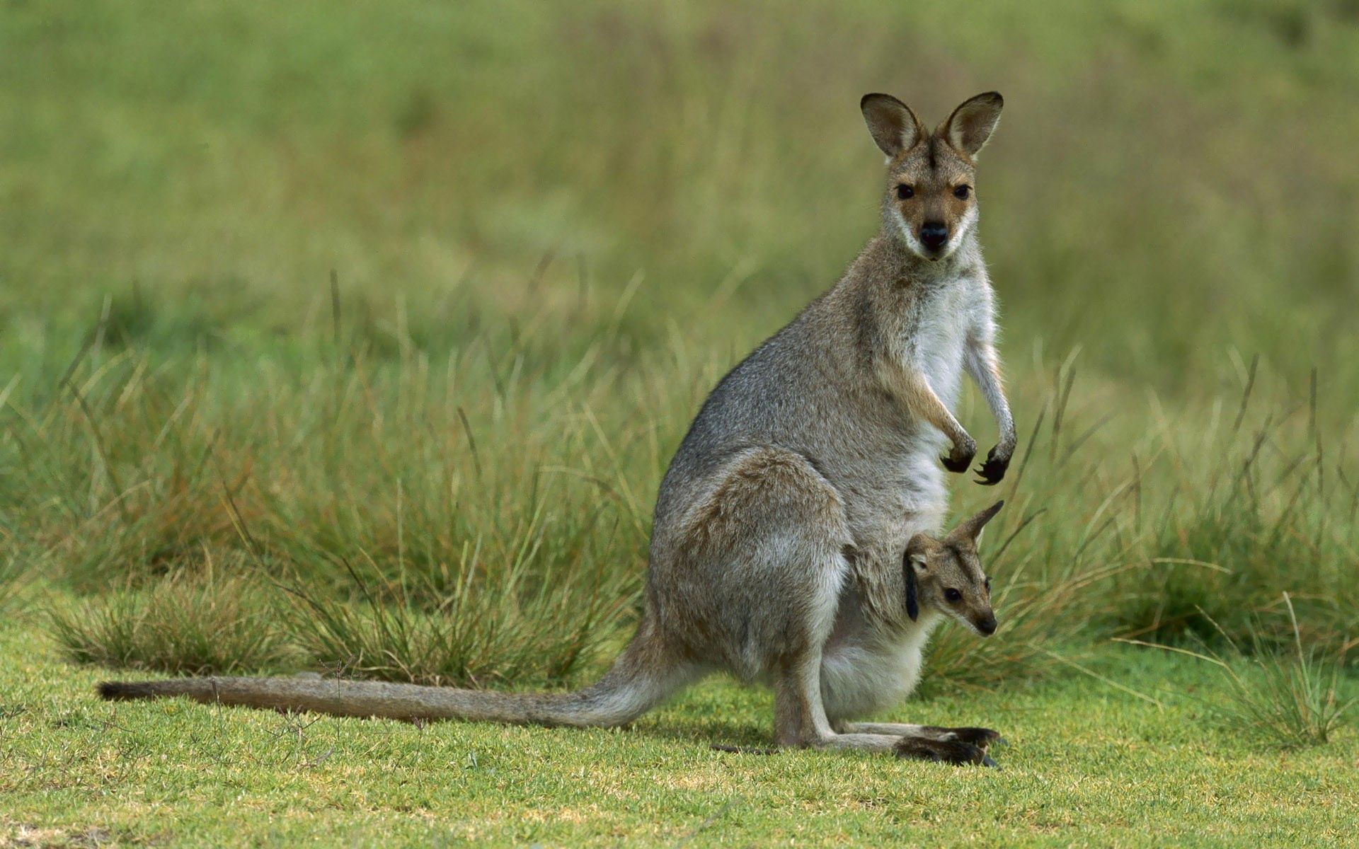 117577 Bild herunterladen tiere, grass, kangaroo, junge, feld, joey - Hintergrundbilder und Bildschirmschoner kostenlos