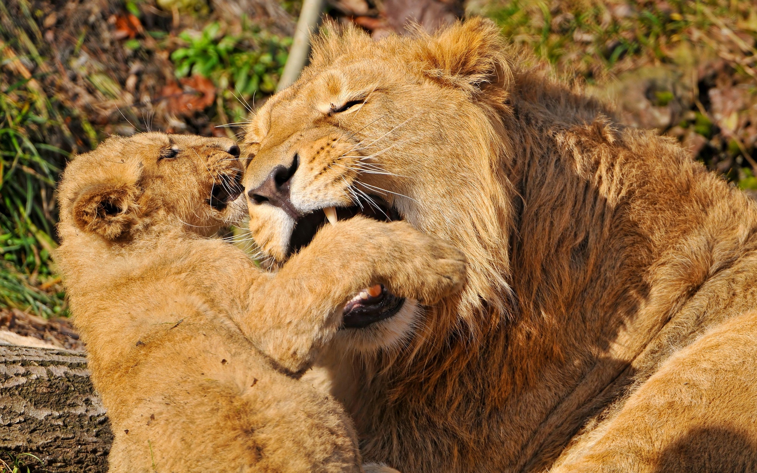50366 Hintergrundbilder und Lions Bilder auf dem Desktop. Laden Sie tiere, lions, orange Bildschirmschoner kostenlos auf den PC herunter