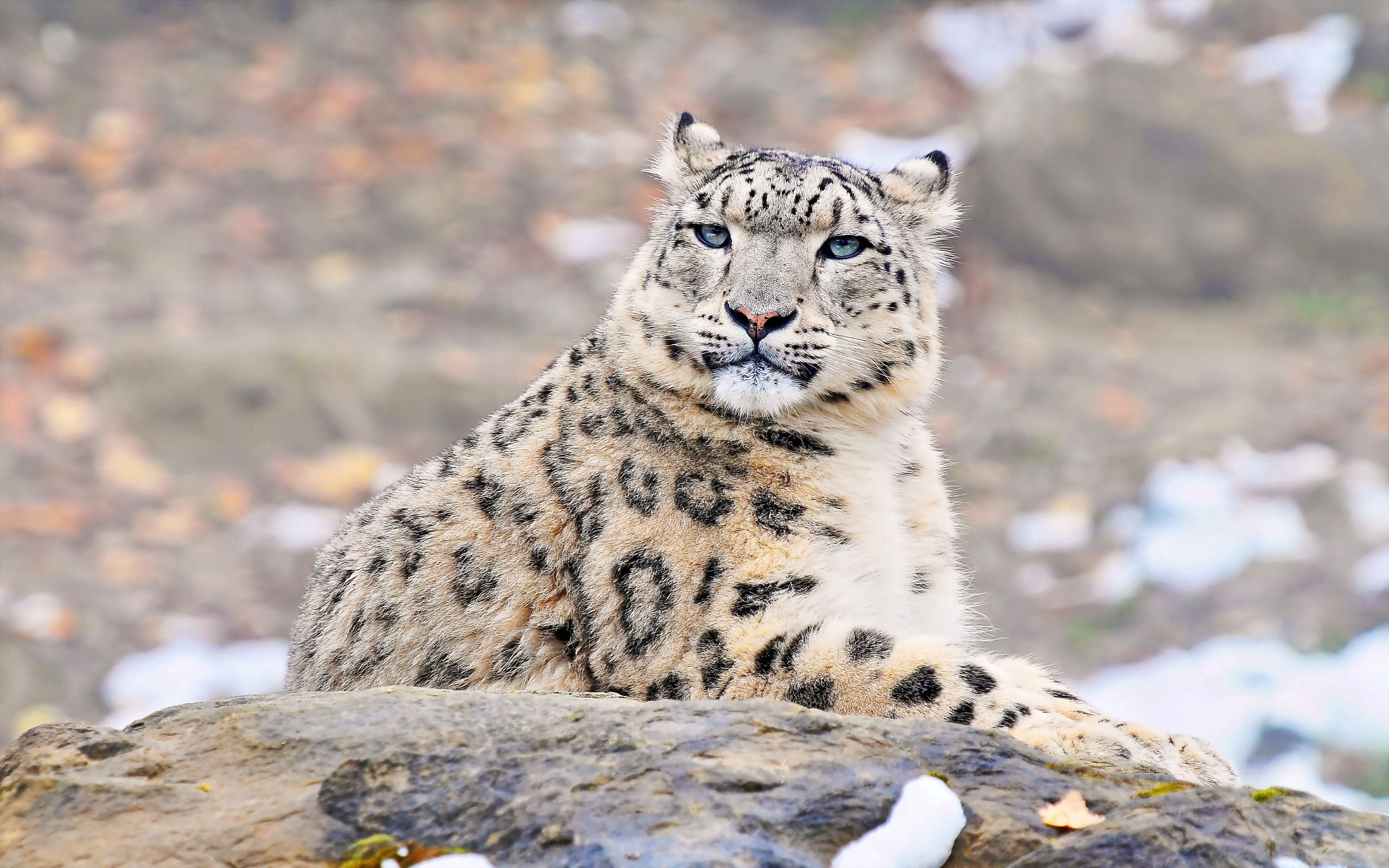 136130 économiseurs d'écran et fonds d'écran Snow Leopard sur votre téléphone. Téléchargez pierre, prédateur, animaux, se coucher images gratuitement