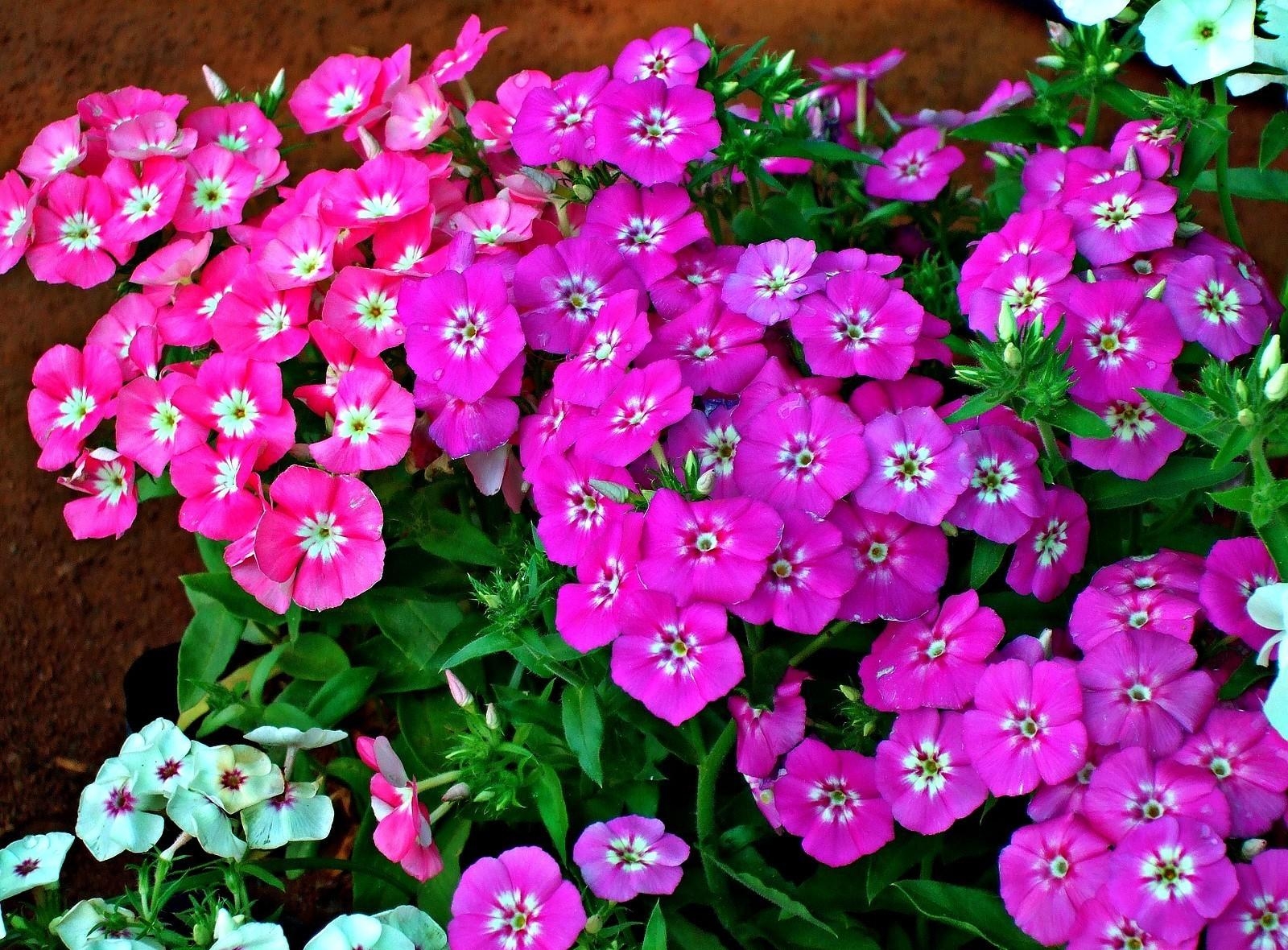 flowerbed, phlox, flower bed, flowers Greens HD Android Wallpapers