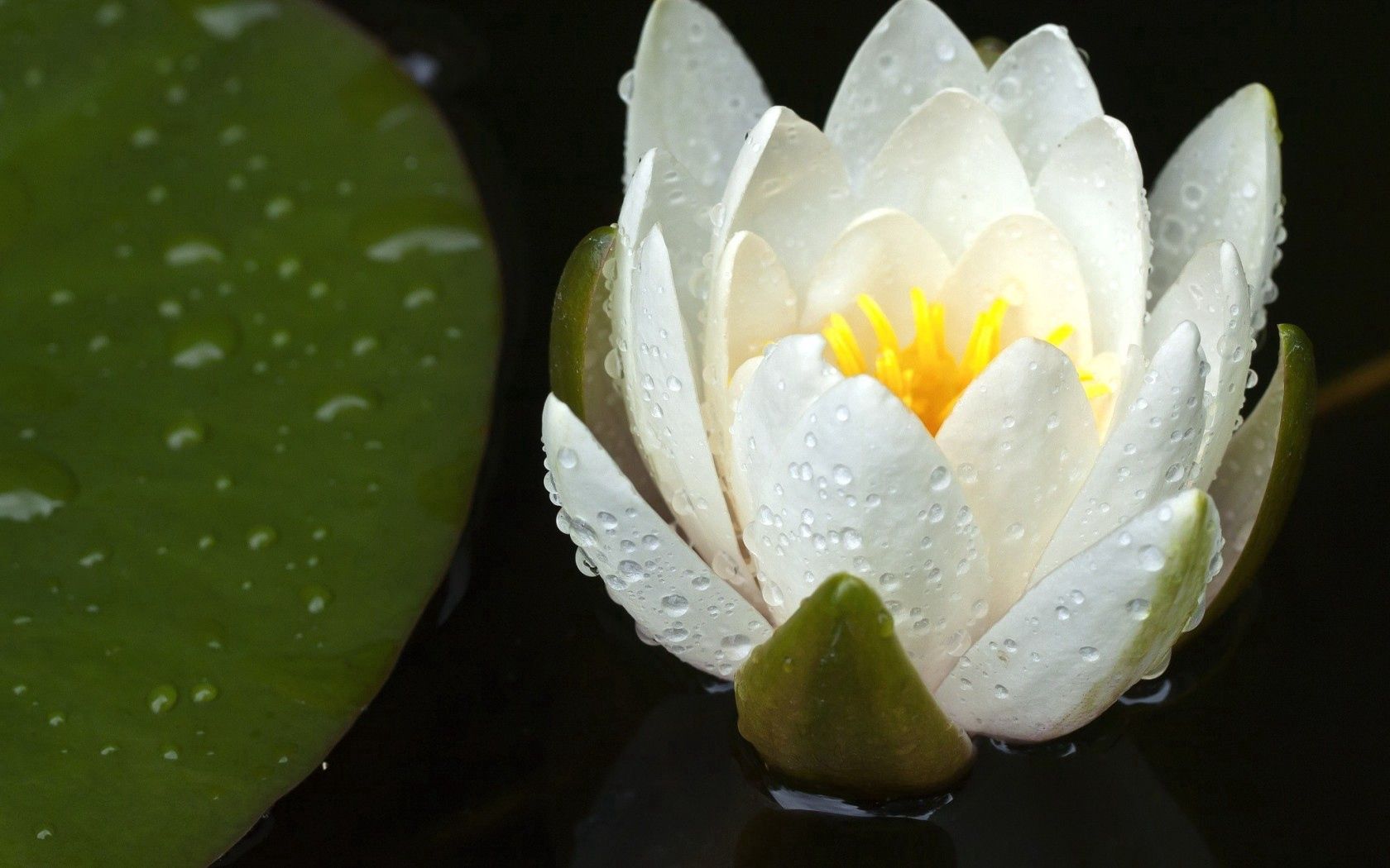 Laden Sie das Wasser, Drops, Blume, Makro, Blütenblätter, Lilie, Lily-Bild kostenlos auf Ihren PC-Desktop herunter