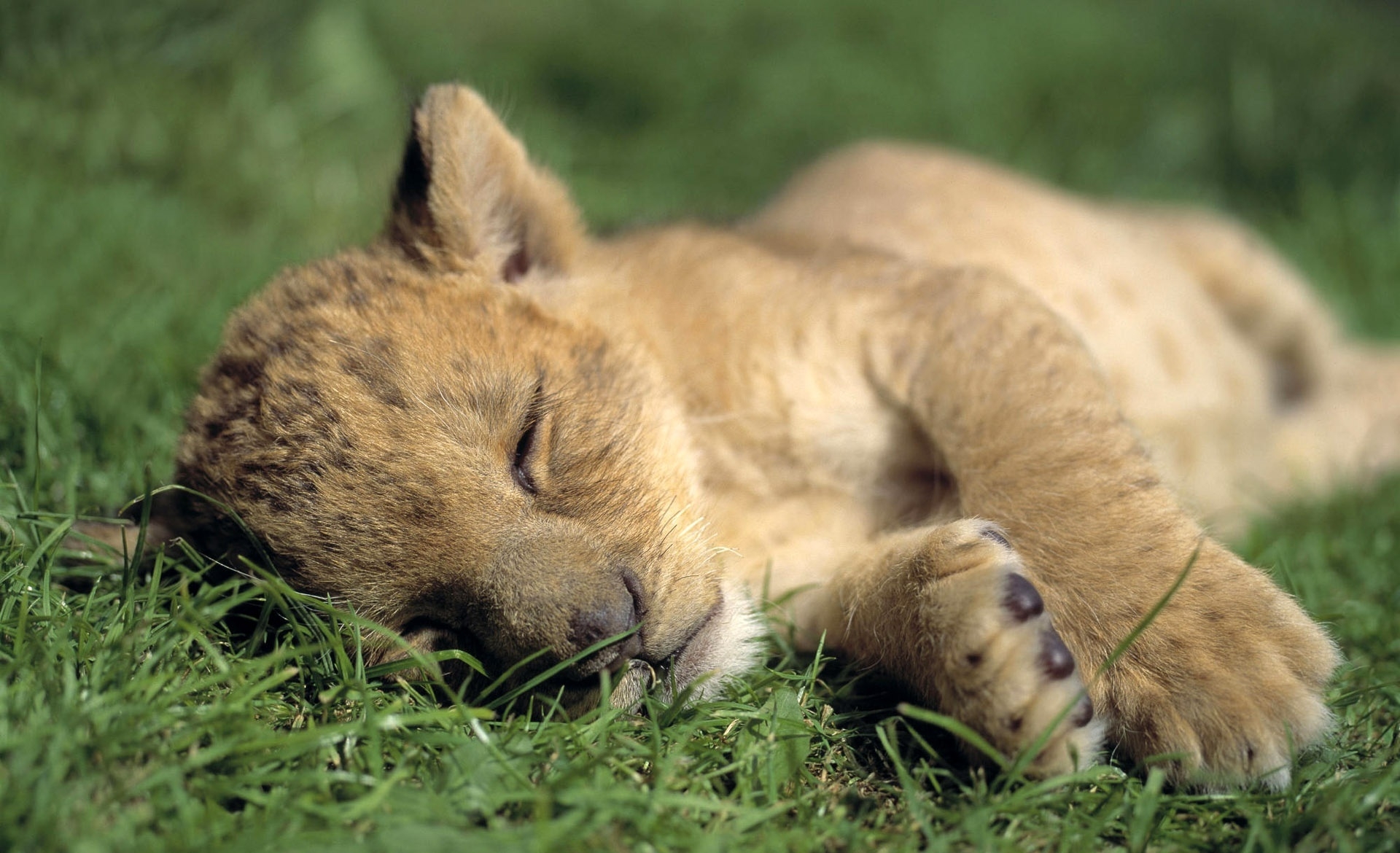 Phone Background sleep, predator, grass, lion