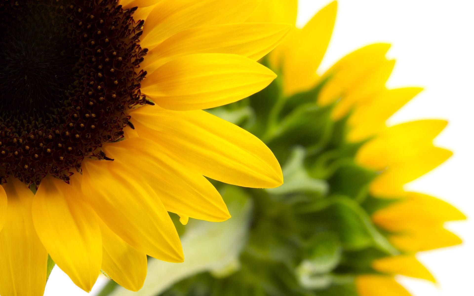 122440 Hintergrundbilder und Sonnenblume Bilder auf dem Desktop. Laden Sie blühen, makro, blühenden, grün Bildschirmschoner kostenlos auf den PC herunter
