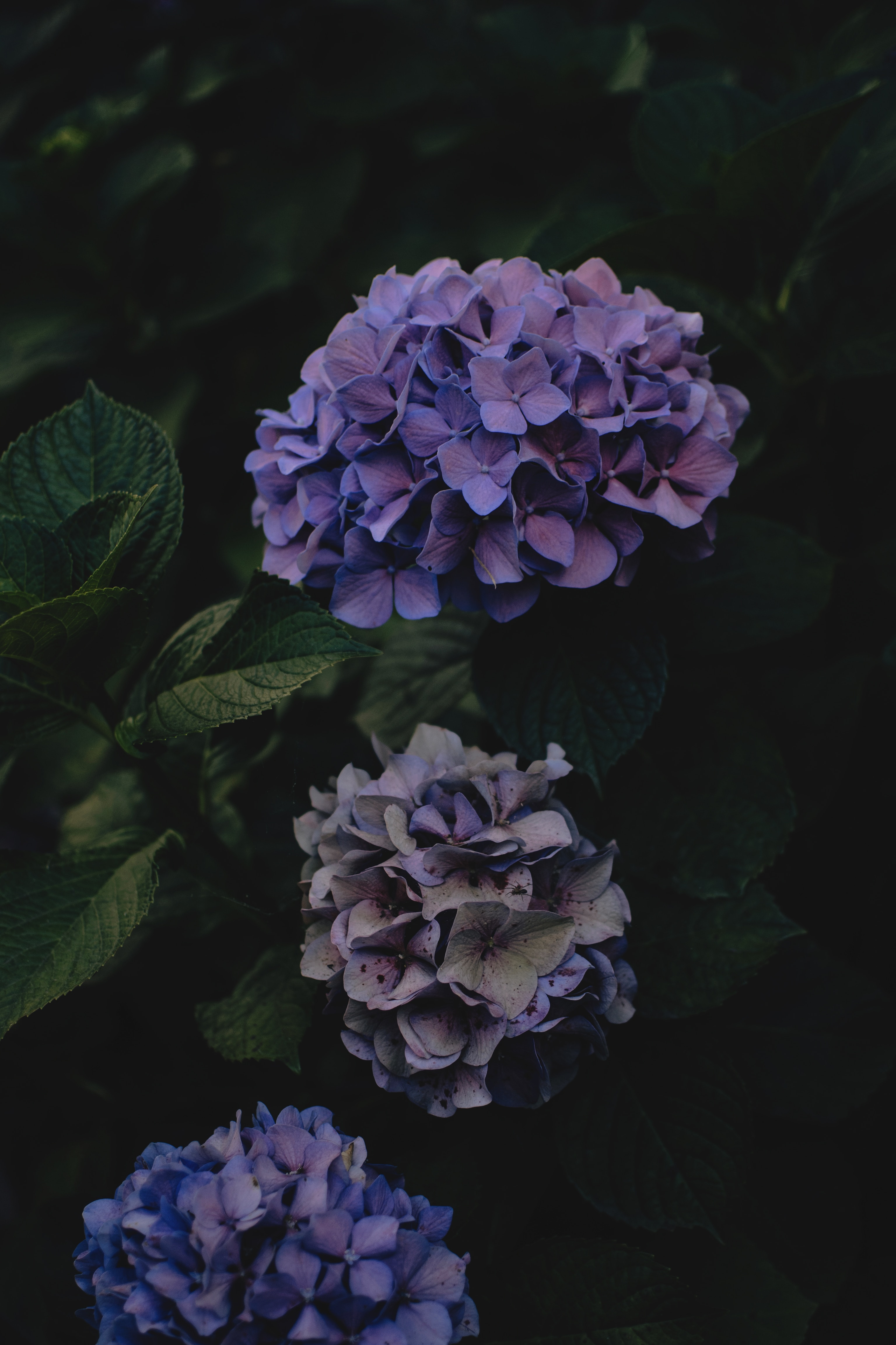 53916壁紙のダウンロードフラワーズ, 闇, 暗い, 紫の, 紫, あじさい, 紫陽花, 花序-スクリーンセーバーと写真を無料で
