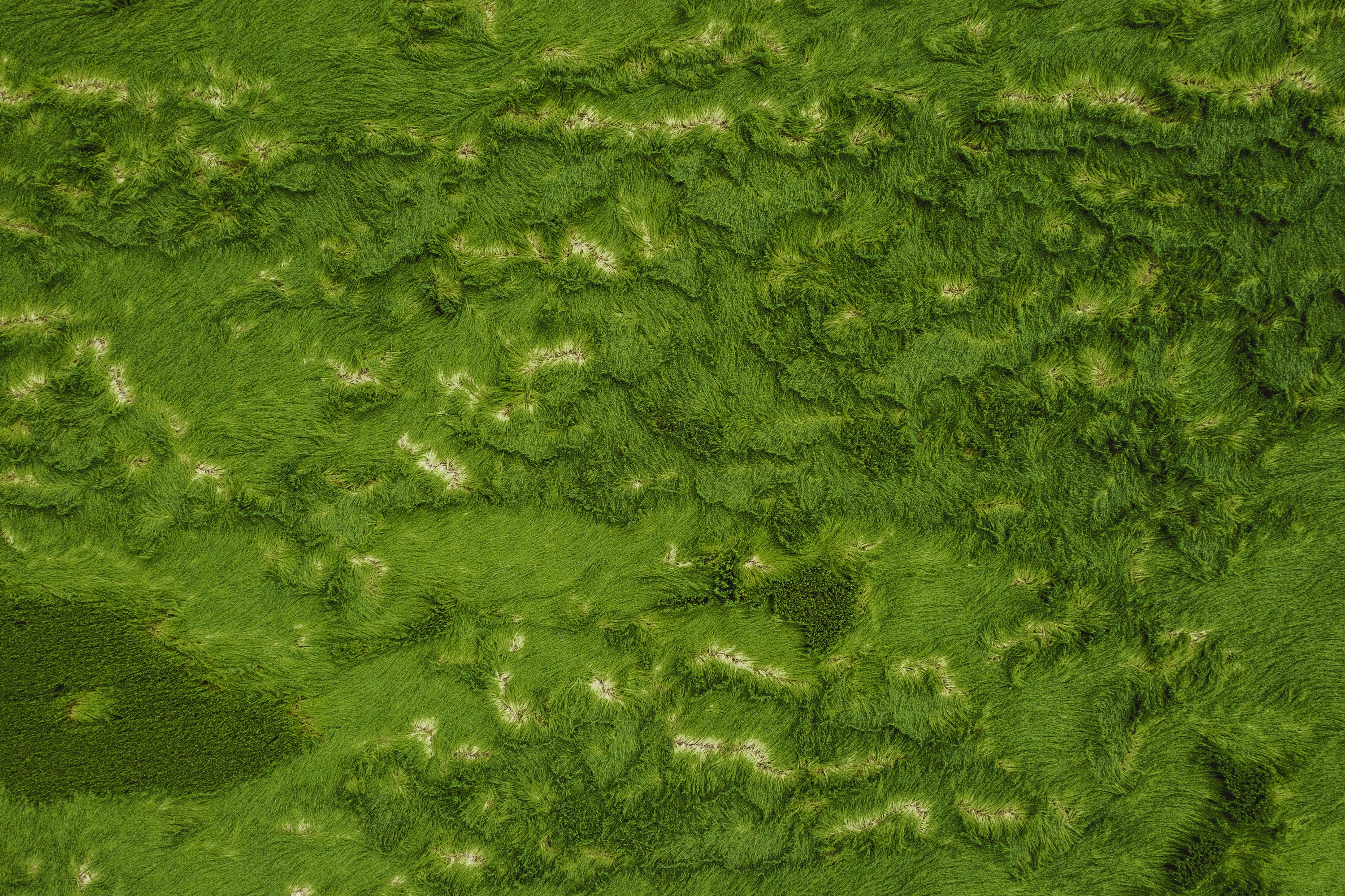 view from above, textures, grass, greens Vertical Wallpapers
