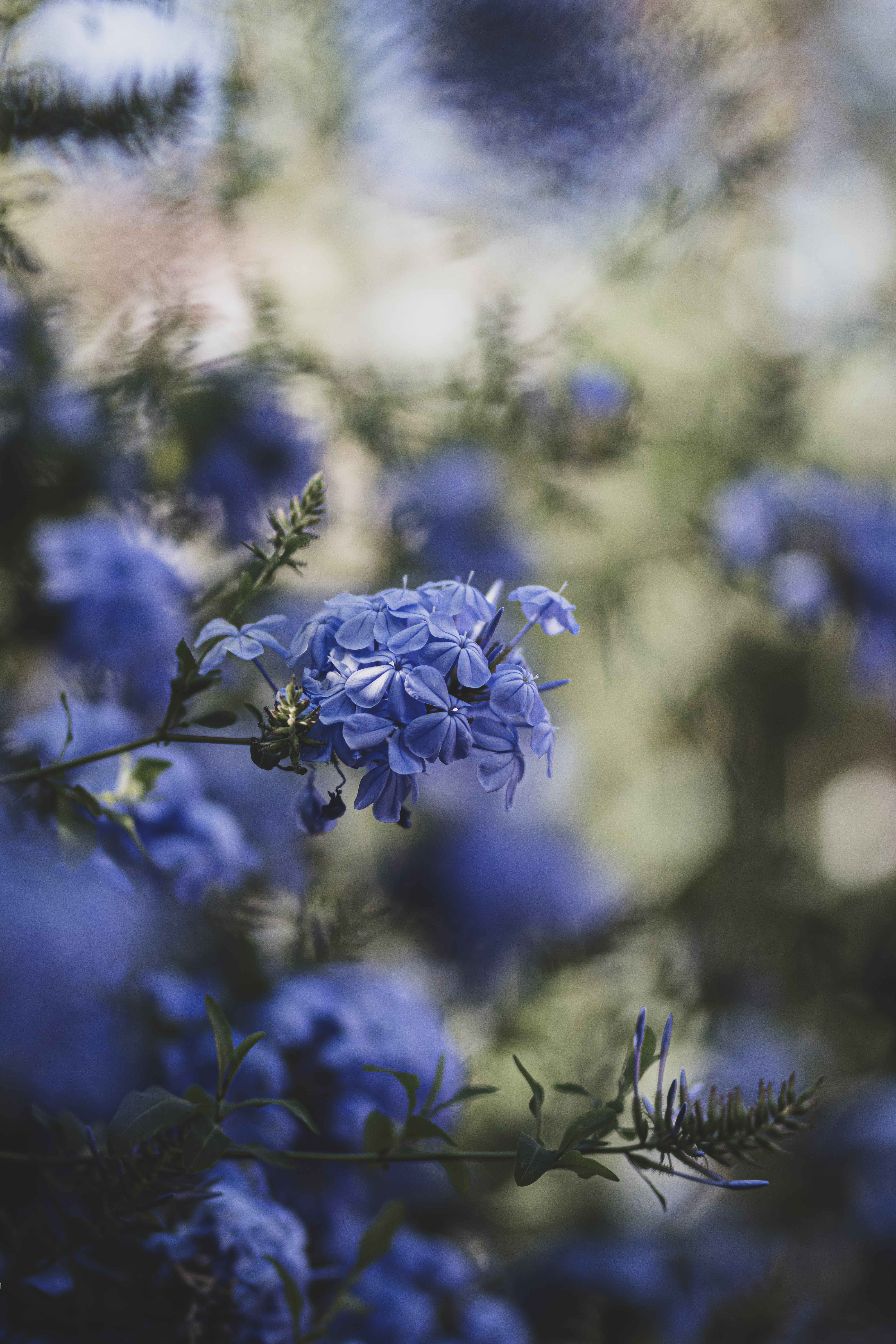 smooth, blue flowers, blur, flowers, bloom, flowering