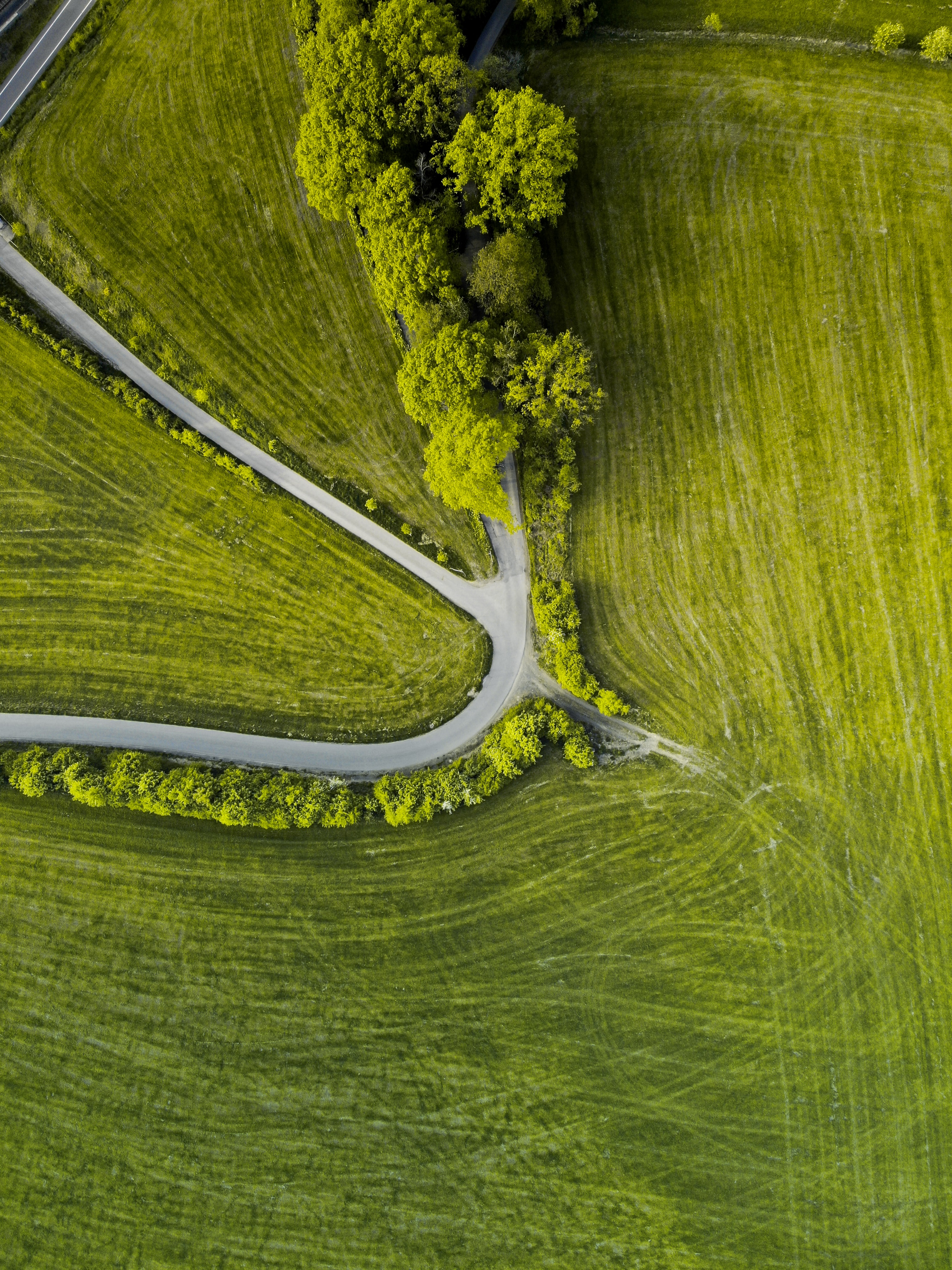 nature, trees, grass, view from above, road, winding, sinuous 4K