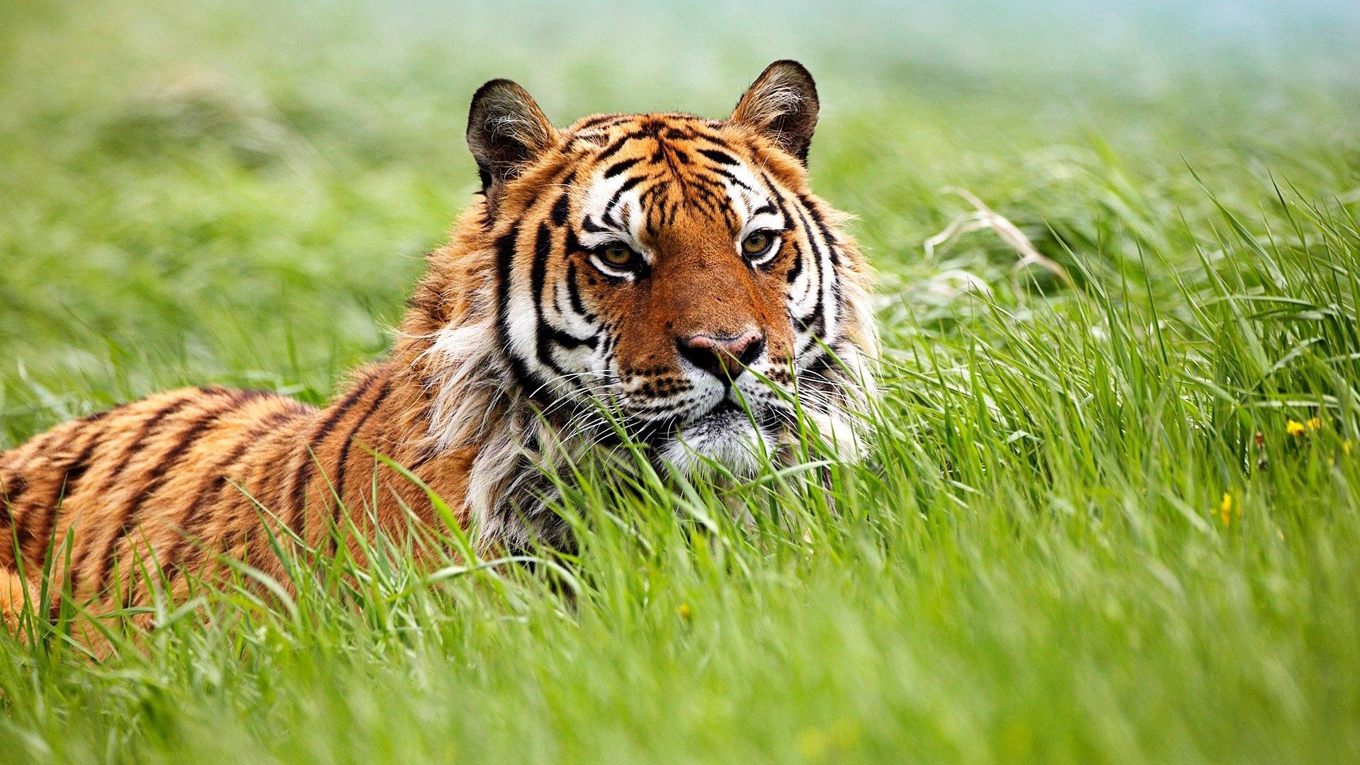 58131 Bild herunterladen tiere, grass, schnauze, tiger, jagd - Hintergrundbilder und Bildschirmschoner kostenlos